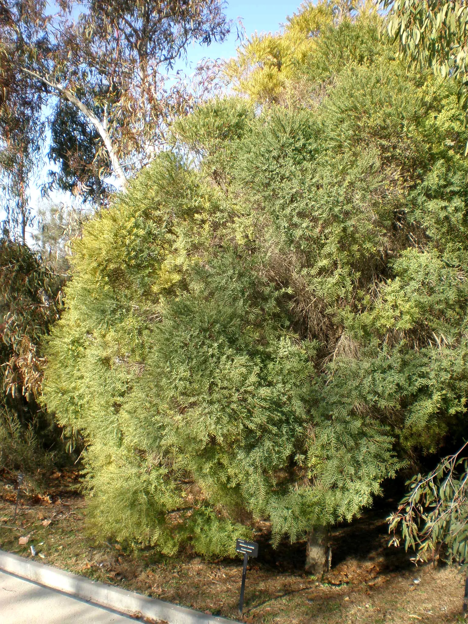 Flax Leaf Paperbark (Melaleuca Linariifolia) — These blossoms are not only visually appealing but also attract a variety of pollinators
