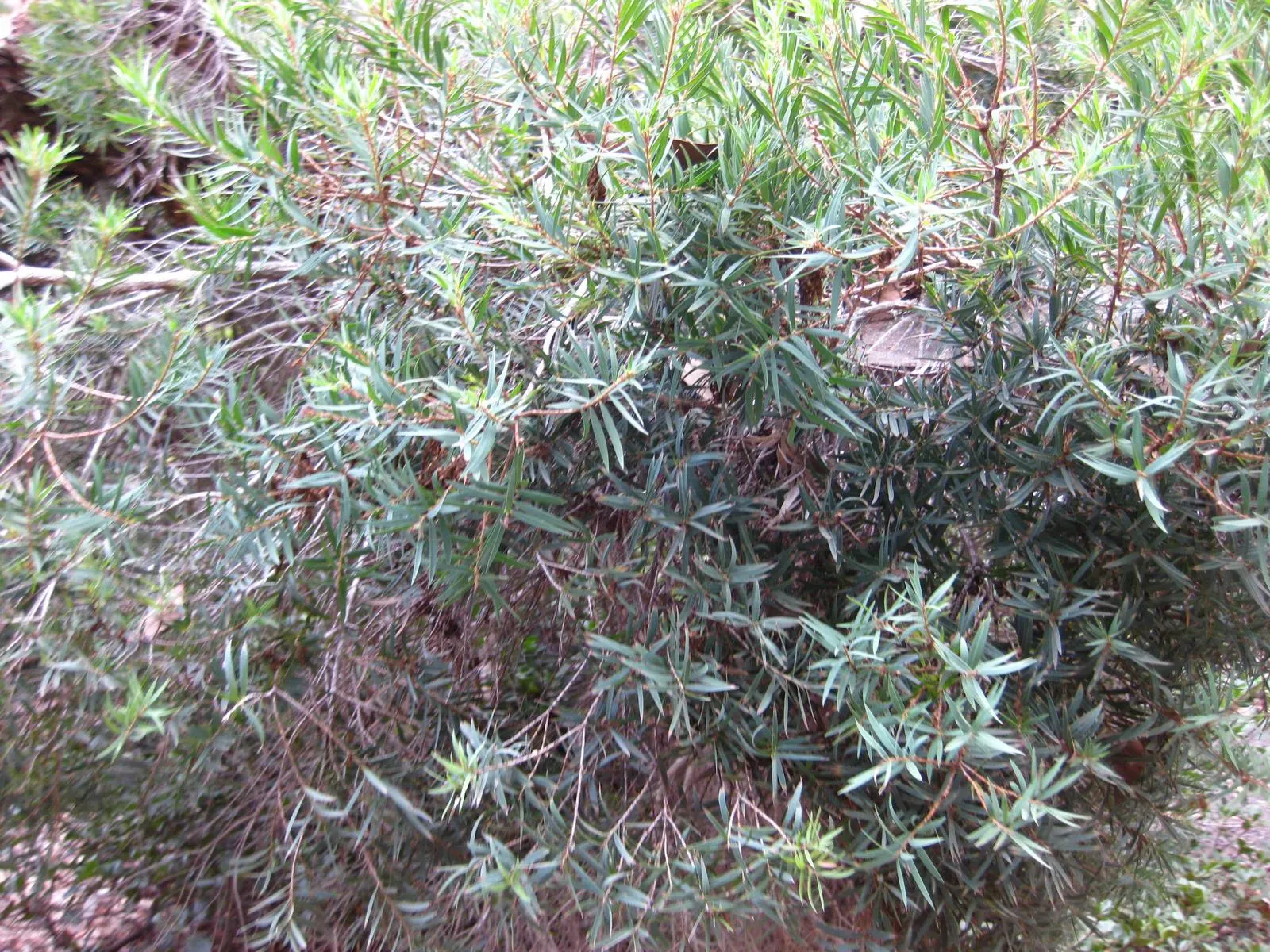 Flax Leaf Paperbark (Melaleuca Linariifolia) — is an evergreen tree cherished for its unique ornamental features and adaptability; native to Australia, it
