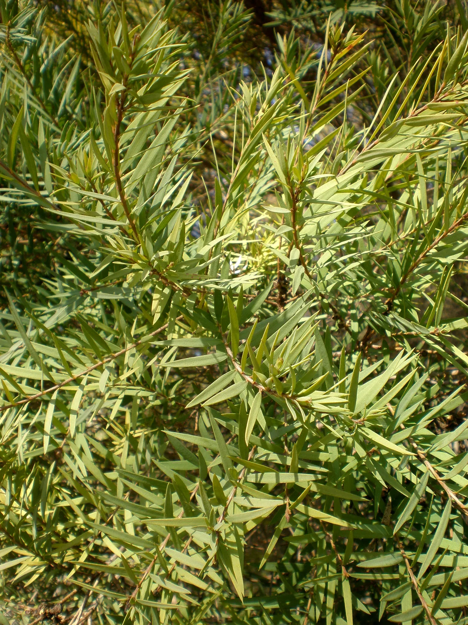 Flax Leaf Paperbark (Melaleuca Linariifolia) — For US landscapes, it is suitable for USDA hardiness zones 9 through 11