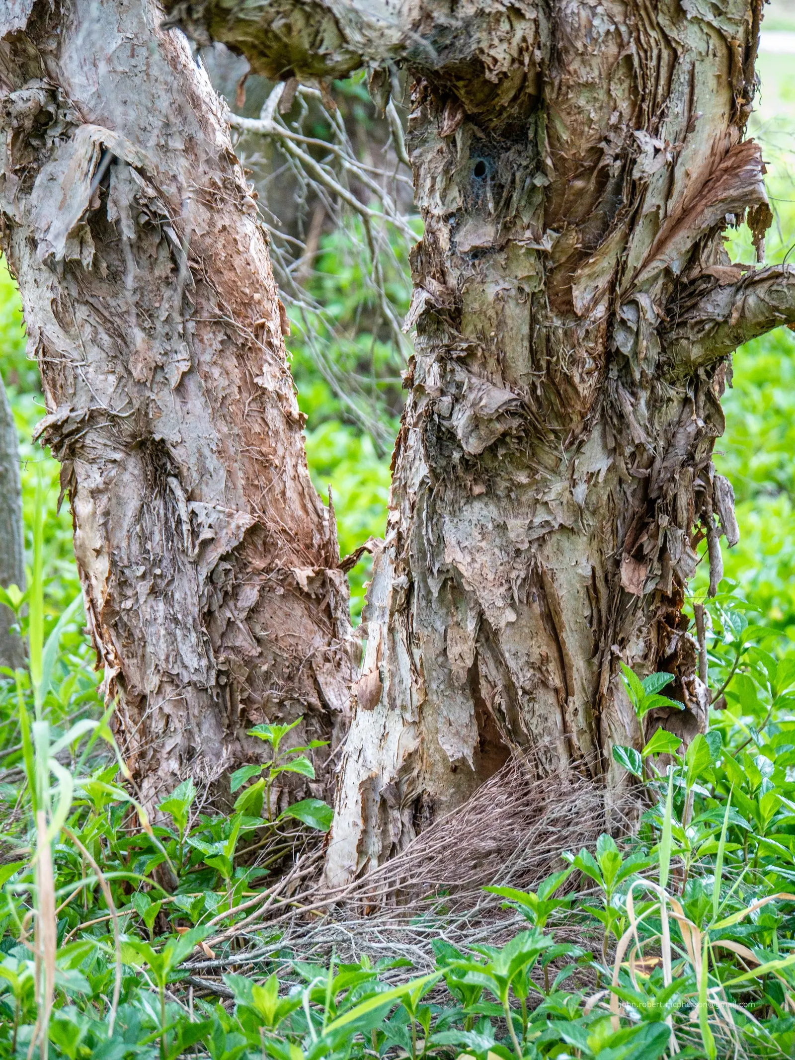 Flax Leaf Paperbark (Melaleuca Linariifolia) — This hardy species is drought-tolerant