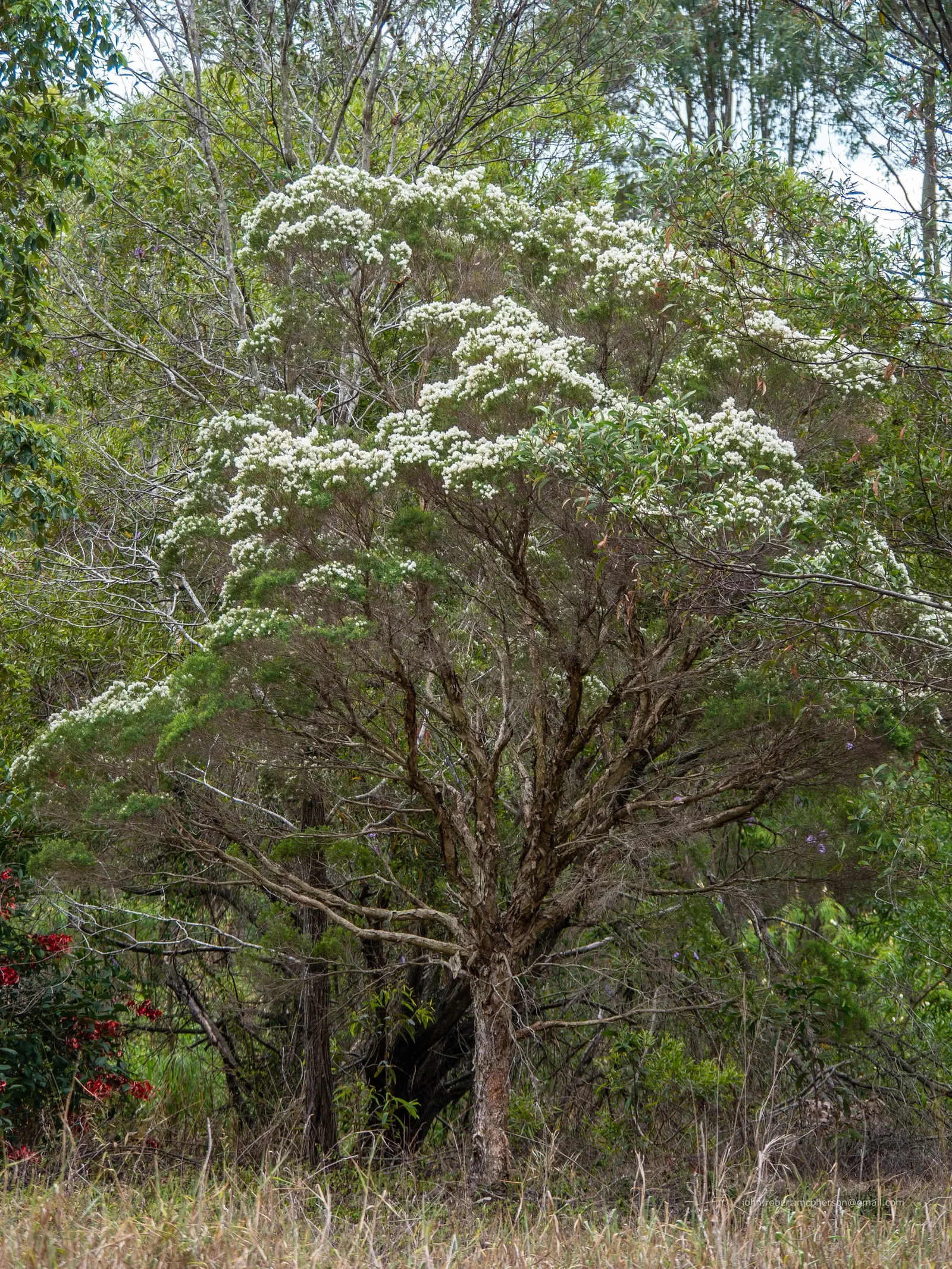 Flax Leaf Paperbark (Melaleuca Linariifolia) — including bees and butterflies