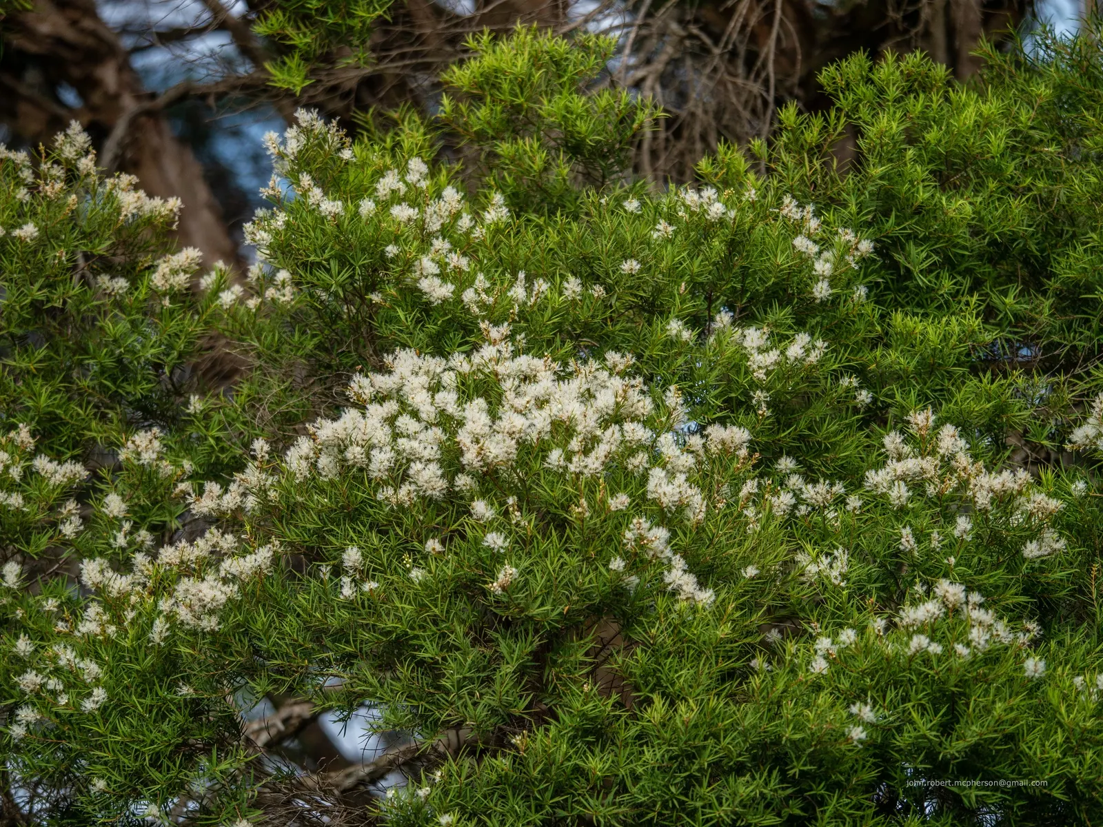 Flax Leaf Paperbark (Melaleuca Linariifolia) — tree for full; regular pruning may be necessary to maintain the desired shape and size, especially for smaller