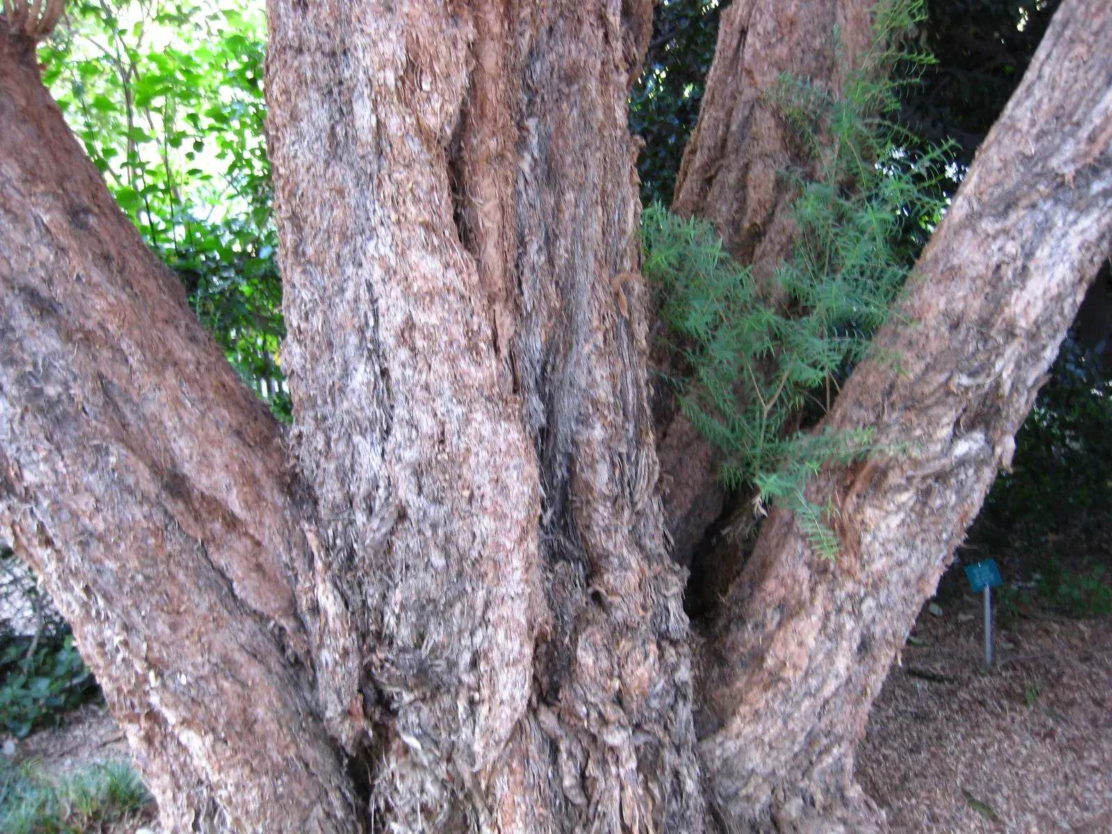 Flax Leaf Paperbark (Melaleuca Linariifolia) — scientifically named Melaleuca linariifolia; for US landscapes, it is suitable for USDA hardiness zones 9
