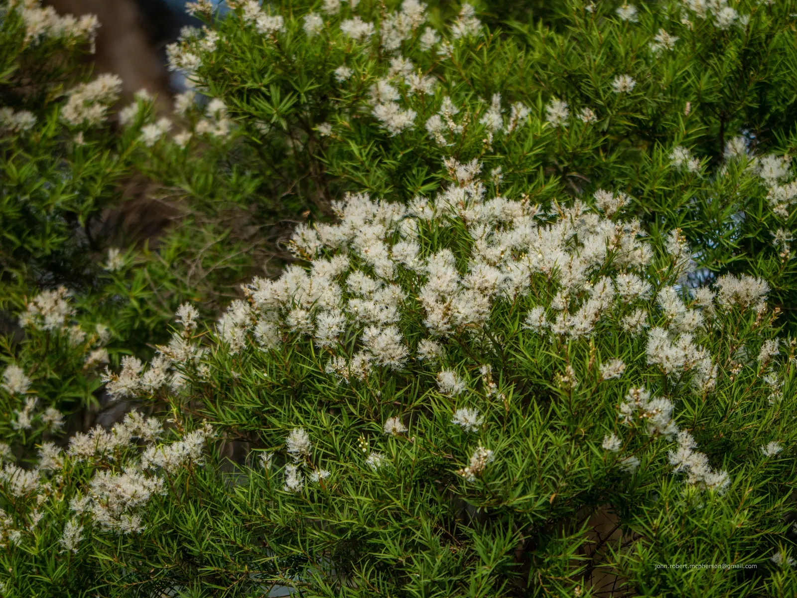 Flax Leaf Paperbark (Melaleuca Linariifolia) — displaying a moderately fast growth rate under optimal conditions.<br><br>Noteworthy for its bark