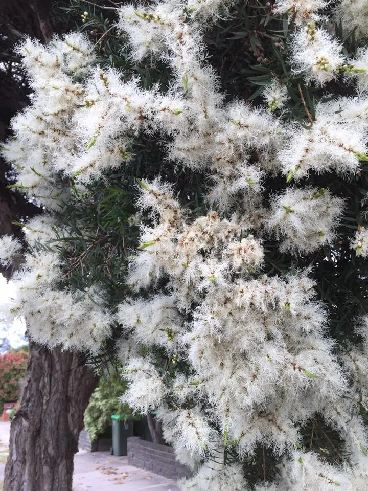 Flax Leaf Paperbark (Melaleuca Linariifolia) — the Melaleuca linariifolia exhibits a striking paper-like quality that exfoliates in thin layers; thriving in