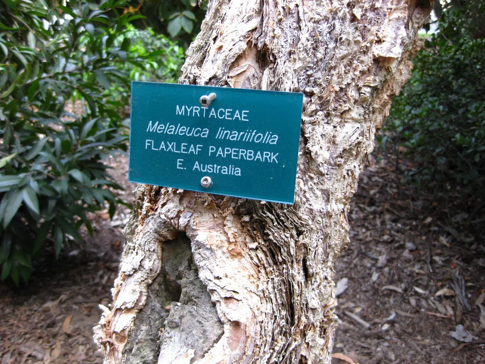 Flax Leaf Paperbark (Melaleuca Linariifolia) — Its narrow leaves support prolific white or cream bottlebrush-like flowers, prominent in summer and, image 54
