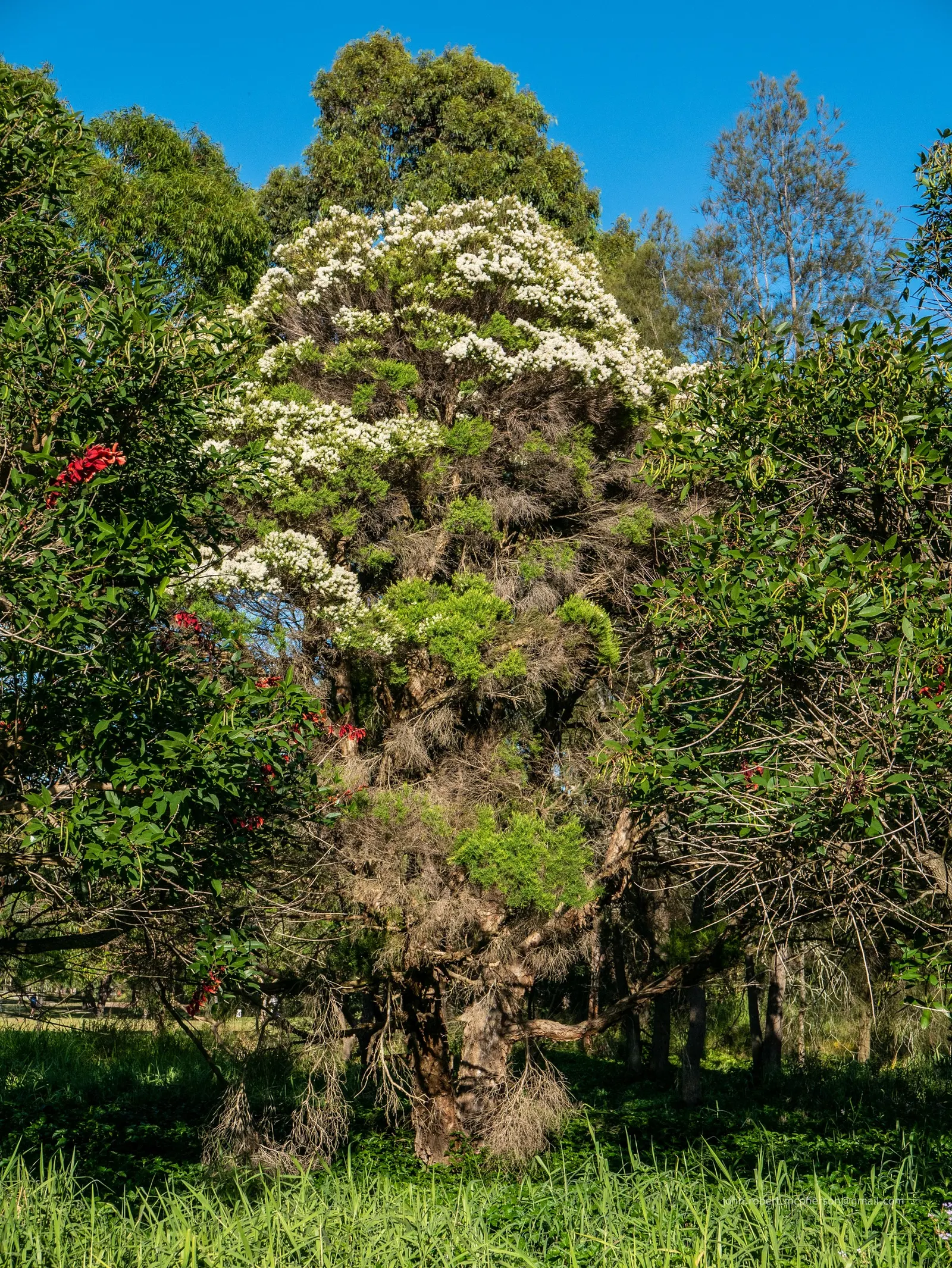 Flax Leaf Paperbark (Melaleuca Linariifolia) — peeling bark and graceful weeping habit