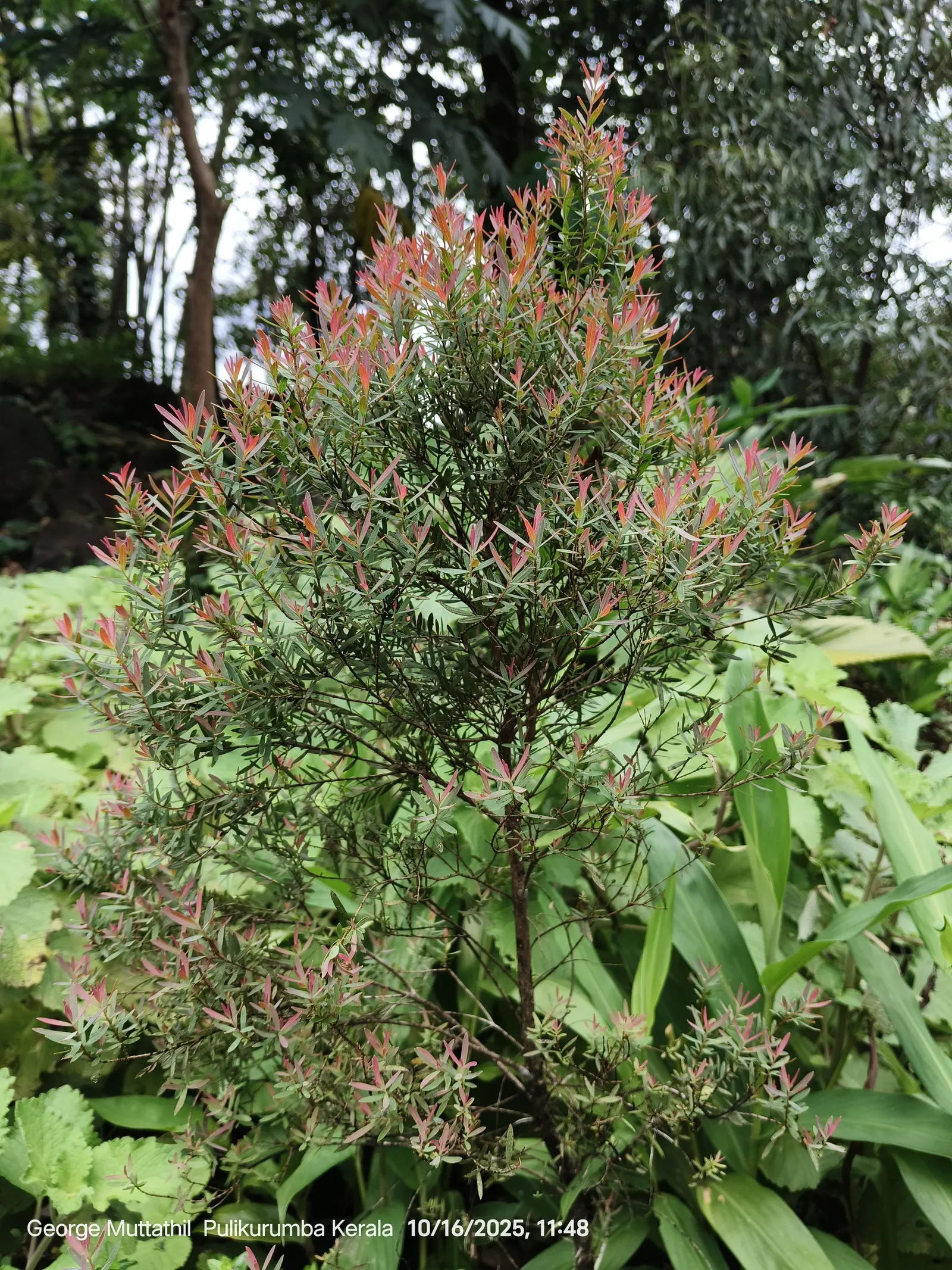 Flax Leaf Paperbark (Melaleuca Linariifolia) — Native to Australia, it reaches up to 30 feet in height with a canopy spanning 15-20 feet; these blossoms are