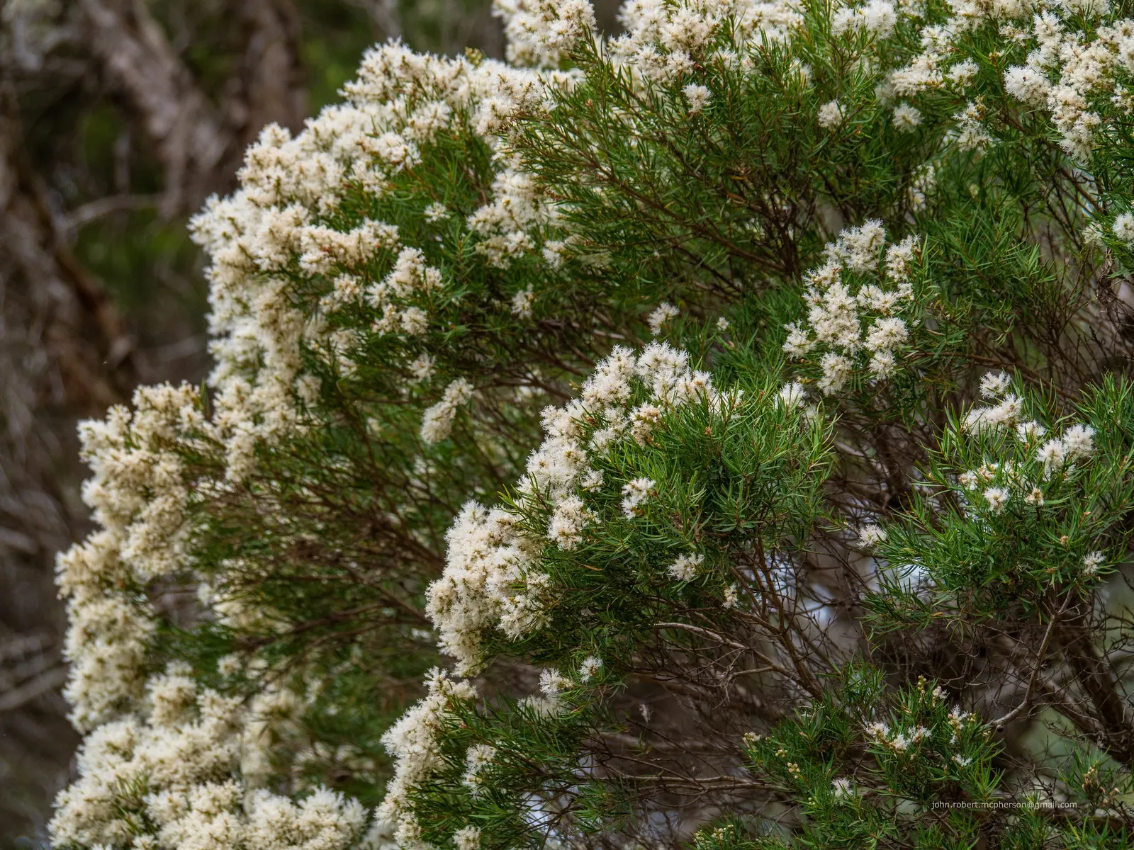 Flax Leaf Paperbark (Melaleuca Linariifolia) — making it a prime candidate for various landscape designs