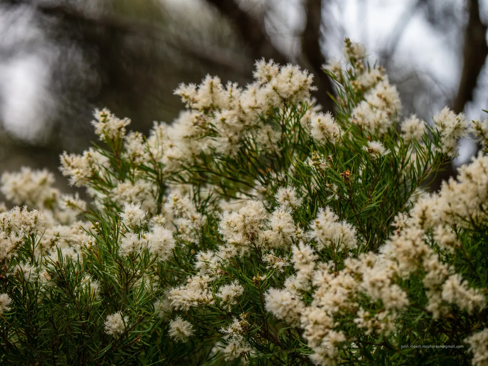 Flax Leaf Paperbark (Melaleuca Linariifolia) — Its narrow leaves support prolific white or cream bottlebrush-like flowers, prominent in summer and fall