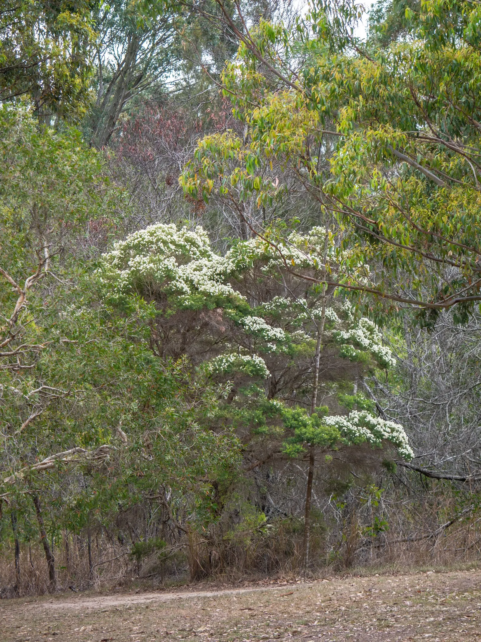 Flax Leaf Paperbark (Melaleuca Linariifolia) — is an evergreen tree cherished for its unique ornamental features and adaptability