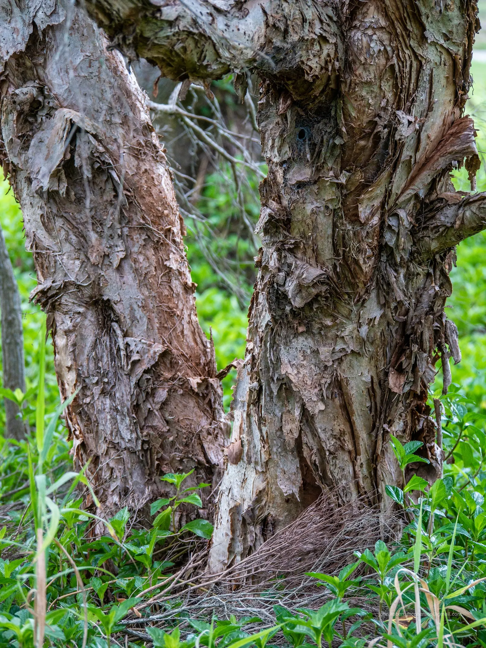 Flax Leaf Paperbark (Melaleuca Linariifolia) — peeling bark and graceful weeping habit; displaying a moderately fast growth rate under optimal, image 52