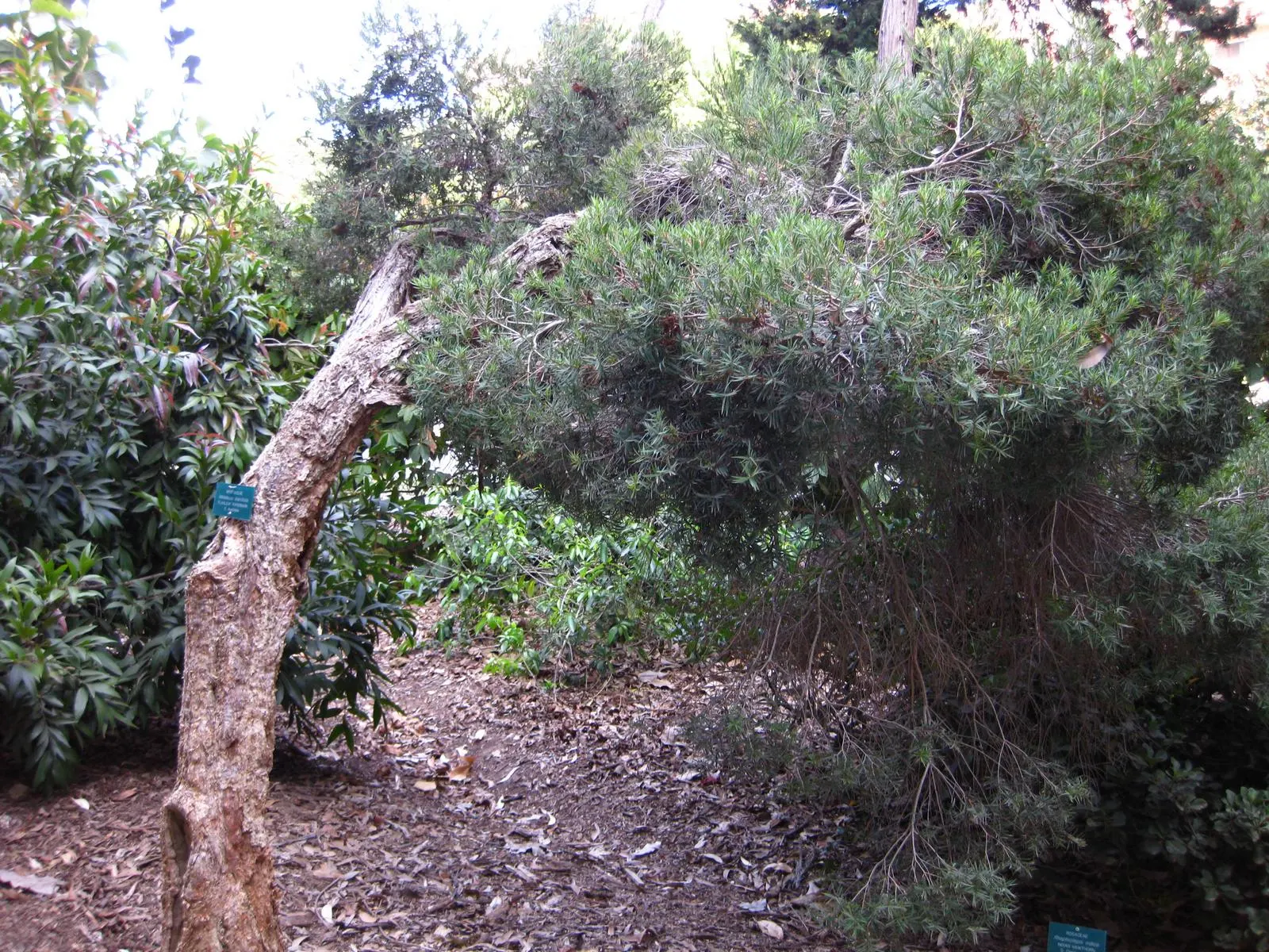 Flax Leaf Paperbark (Melaleuca Linariifolia) — displaying a moderately fast growth rate under optimal conditions.<br><br>Noteworthy for its bark; tree with