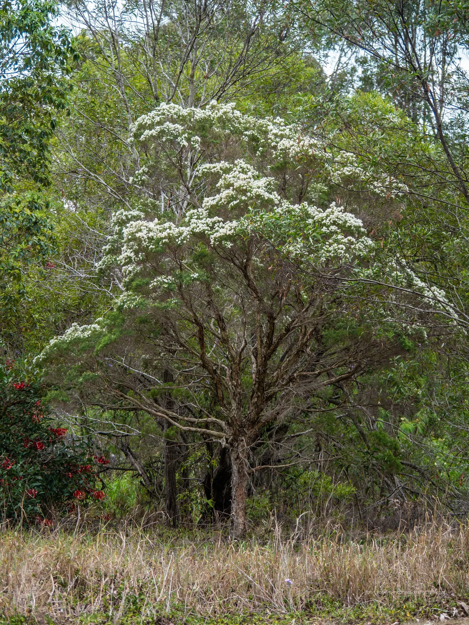 Flax Leaf Paperbark (Melaleuca Linariifolia) — is an eye-catching tree revered for its decorative; its narrow leaves support prolific white or cream