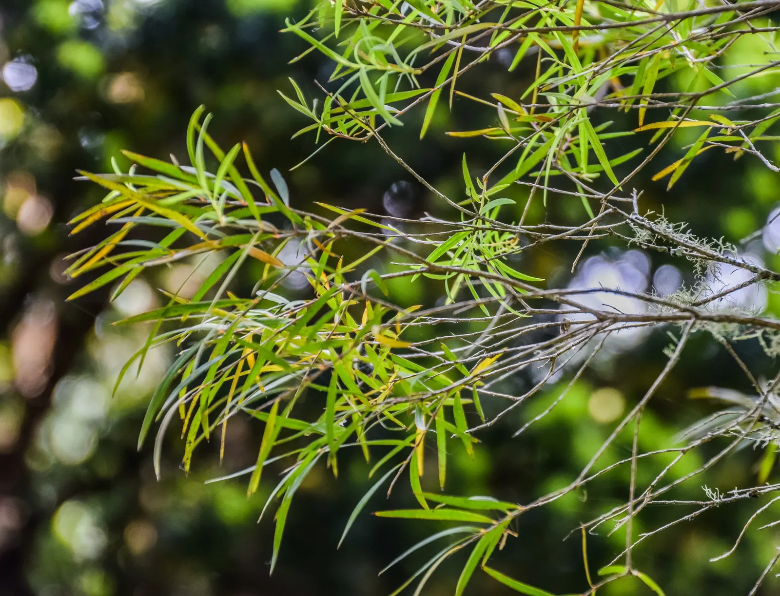 Flax Leaf Paperbark (Melaleuca Linariifolia) — tree with white blooms