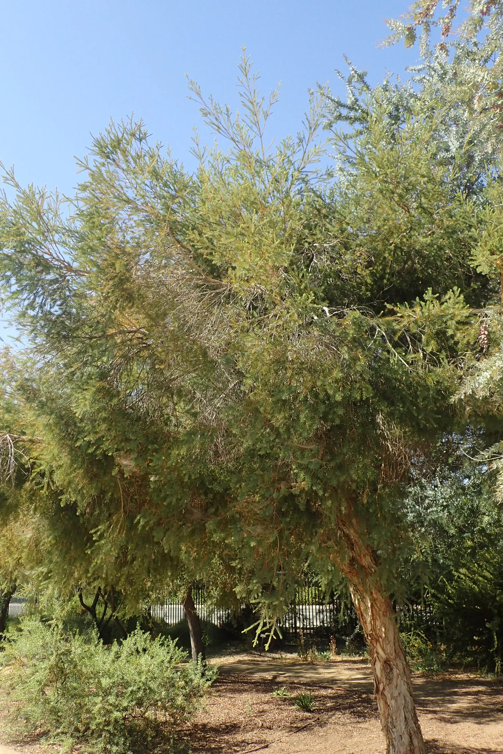 Flax Leaf Paperbark (Melaleuca Linariifolia) — white flowers in the garden
