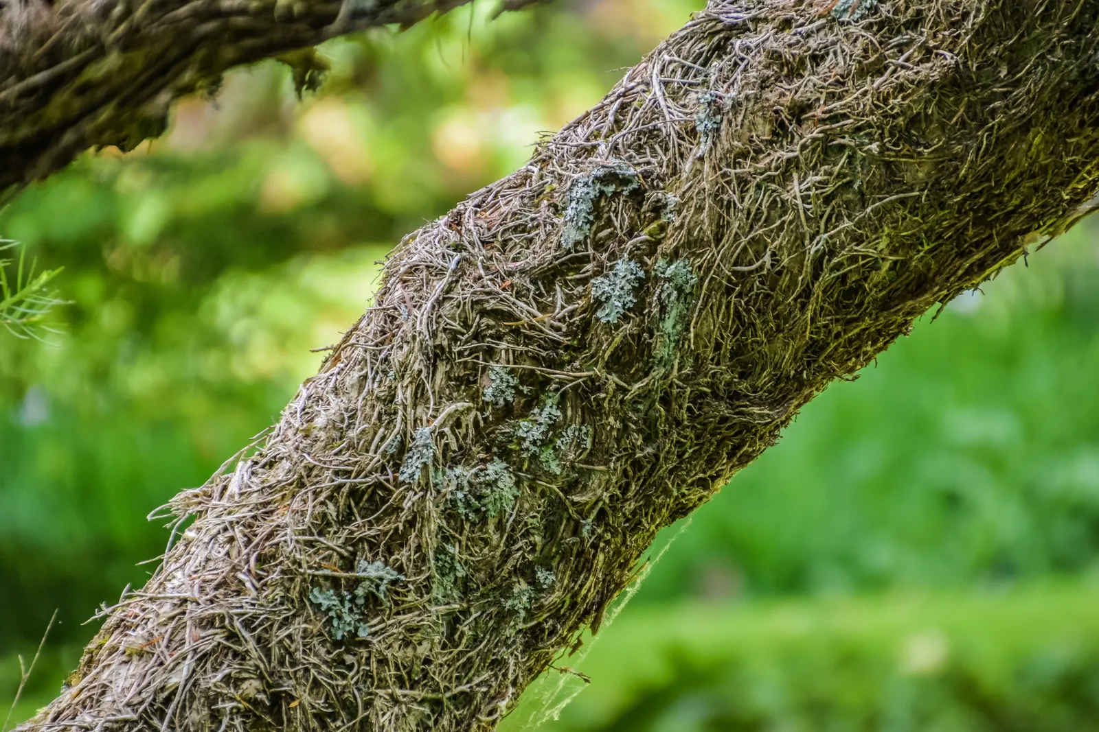 Flax Leaf Paperbark (Melaleuca Linariifolia) — tree for full