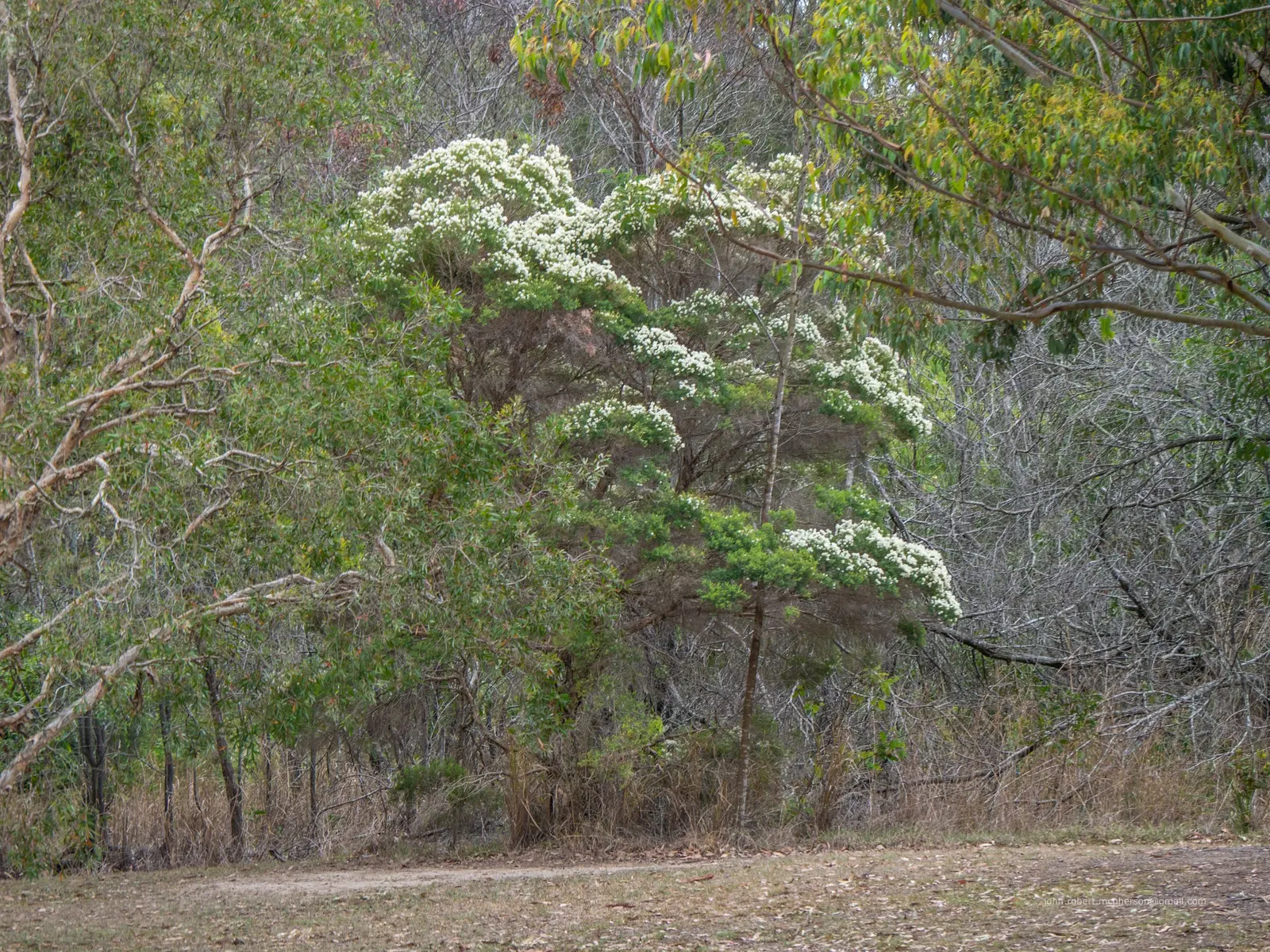 Flax Leaf Paperbark (Melaleuca Linariifolia) — lanceolate leaves are arranged alternately