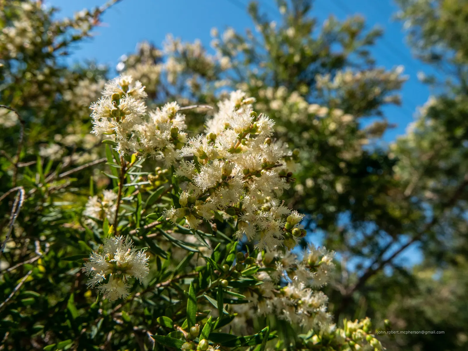Flax Leaf Paperbark (Melaleuca Linariifolia) — thriving in full sun and well-drained soils; an excellent choice for accentuating water-efficient landscapes