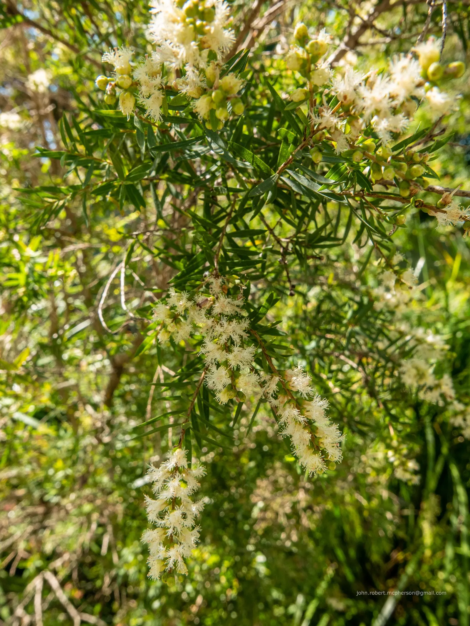 Flax Leaf Paperbark (Melaleuca Linariifolia) — scientifically named Melaleuca linariifolia