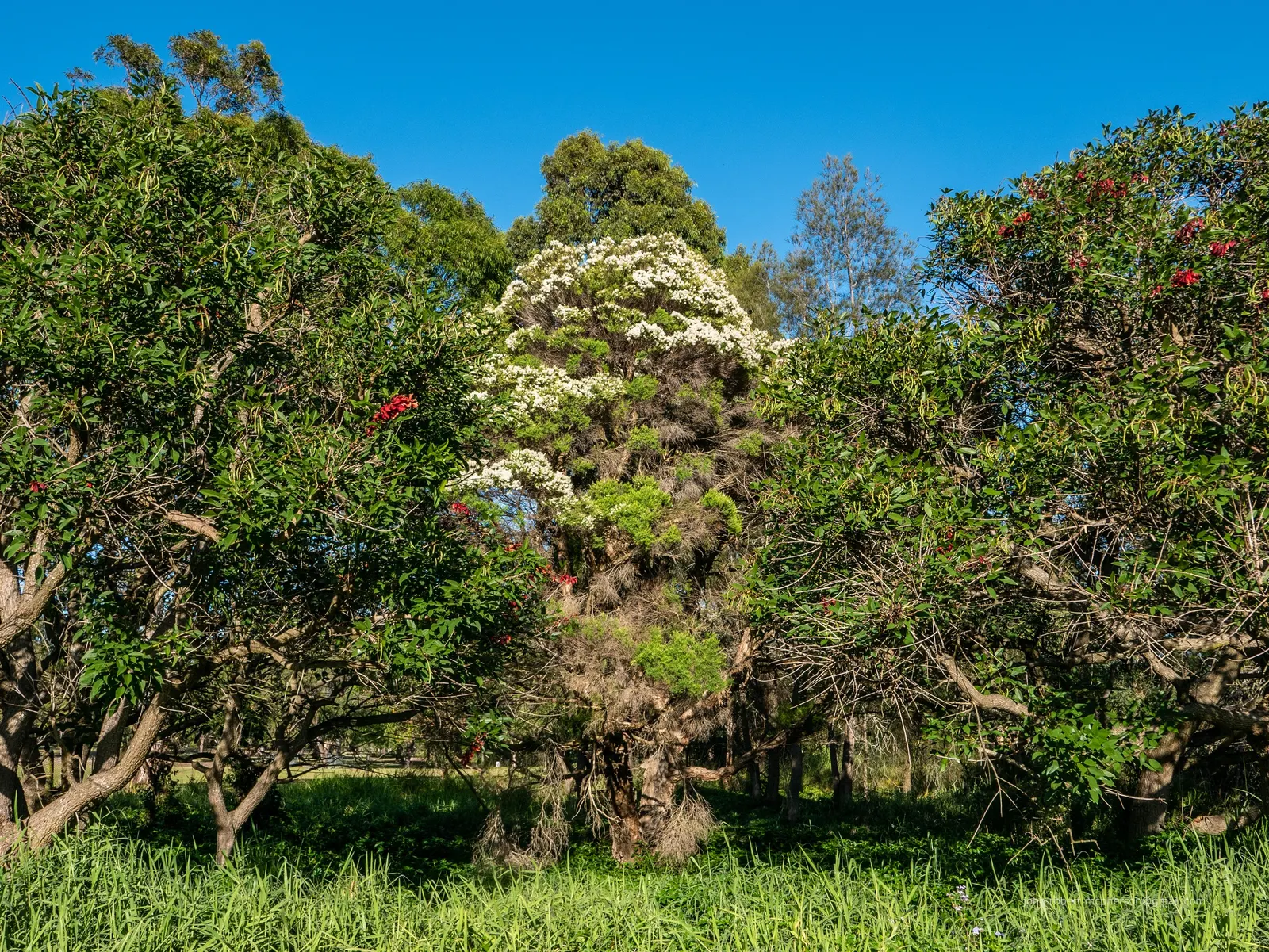 Flax Leaf Paperbark (Melaleuca Linariifolia) — is an eye-catching tree revered for its decorative; its narrow leaves support prolific white or cream, image 51