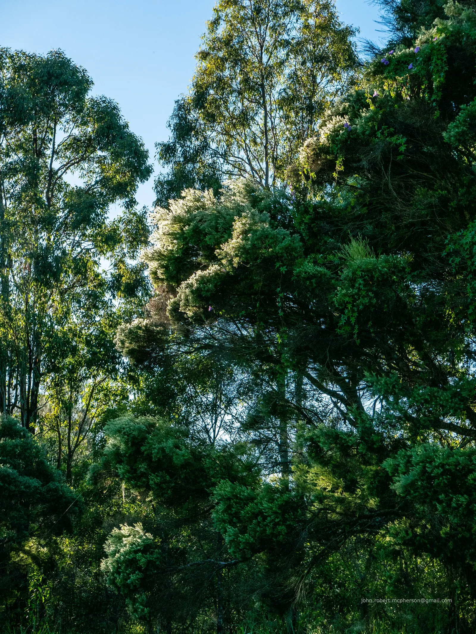 Flax Leaf Paperbark (Melaleuca Linariifolia) — making it a prime candidate for various landscape designs; this Australian native typically reaches, image 59