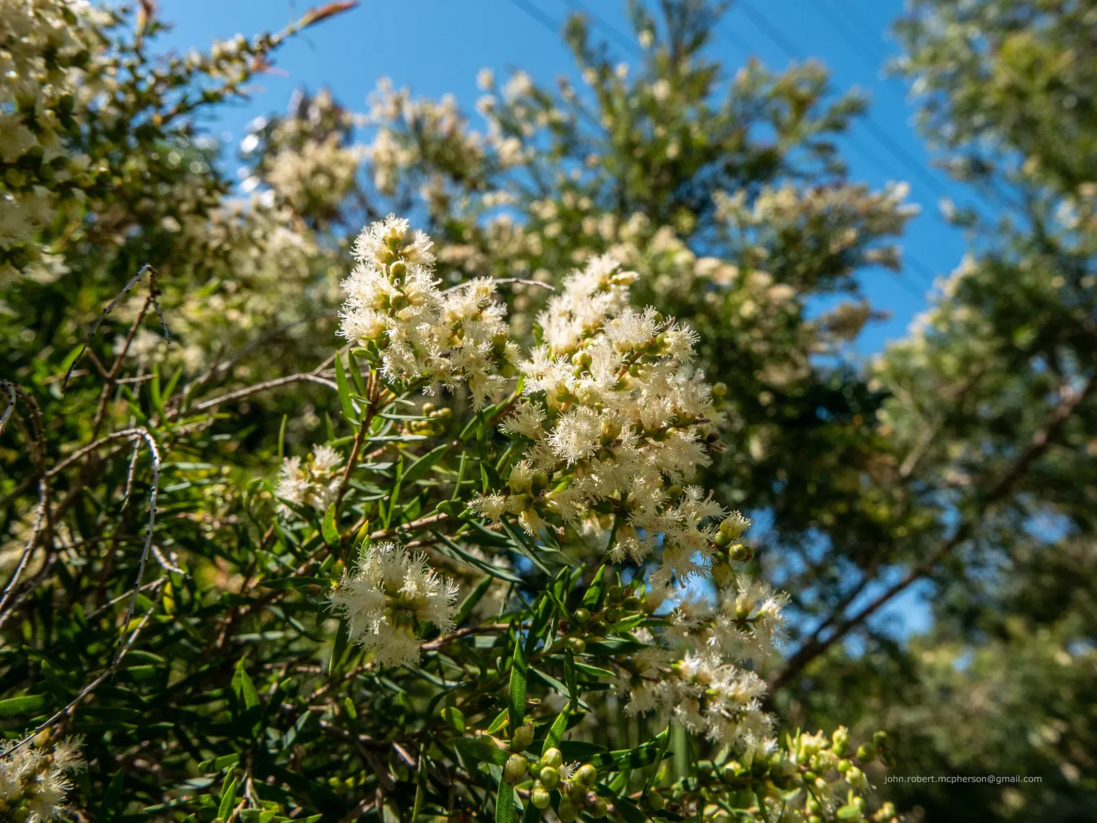 Flax Leaf Paperbark (Melaleuca Linariifolia) — This characteristic provides distinctive textural contrast in the garden year-round