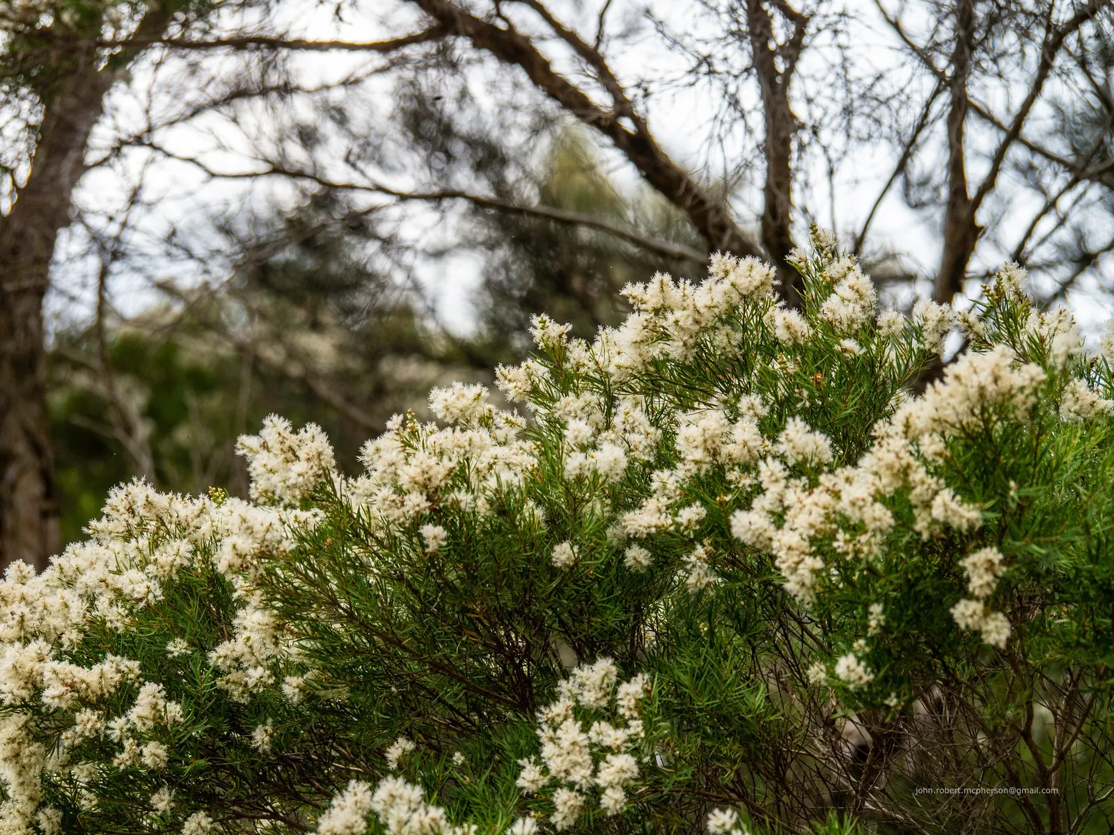 Flax Leaf Paperbark (Melaleuca Linariifolia) — This characteristic provides distinctive textural contrast in the garden year-round, image 38