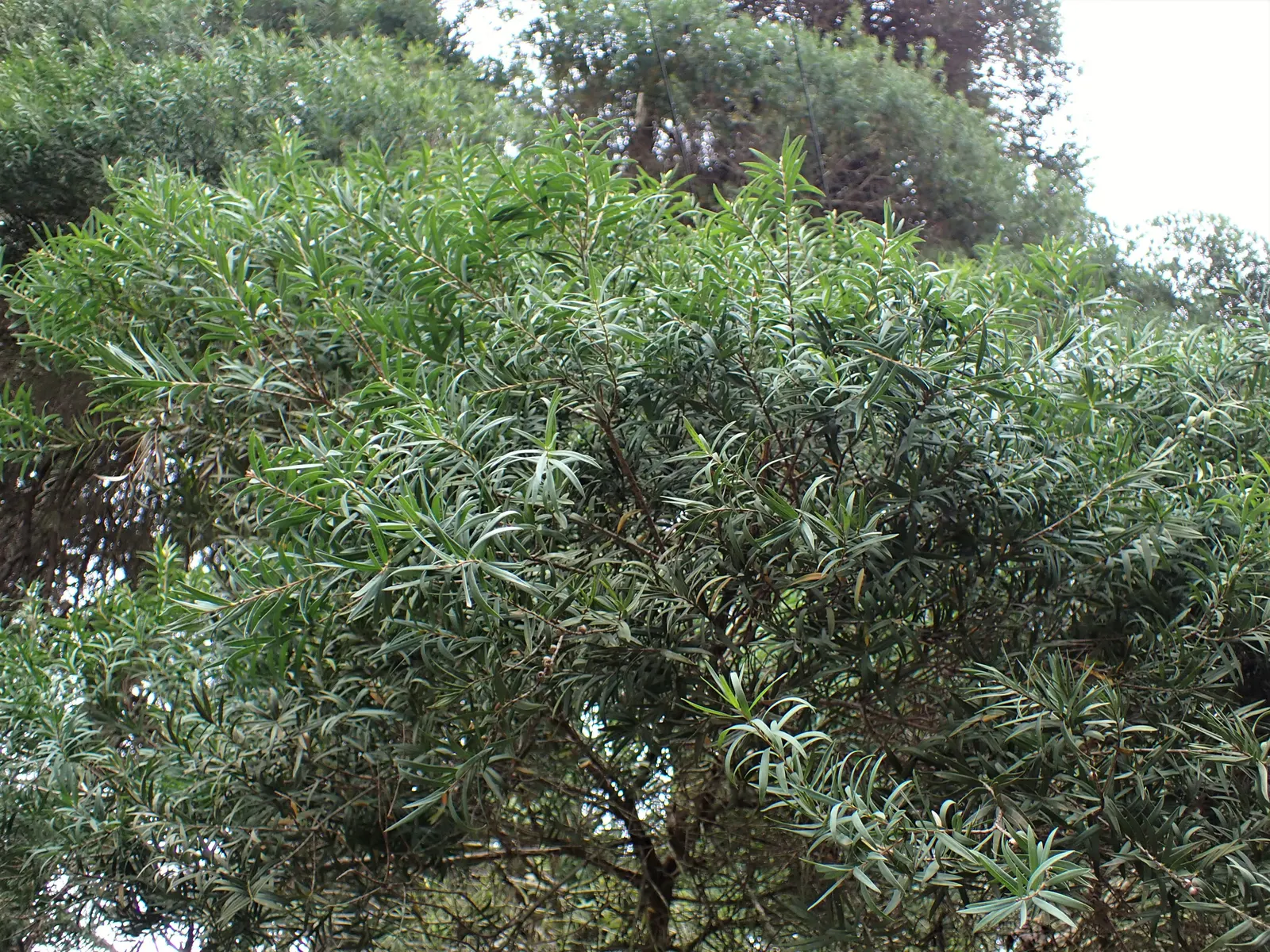 Flax Leaf Paperbark (Melaleuca Linariifolia) — It prefers well-draining soils and is adaptable to a wide pH range