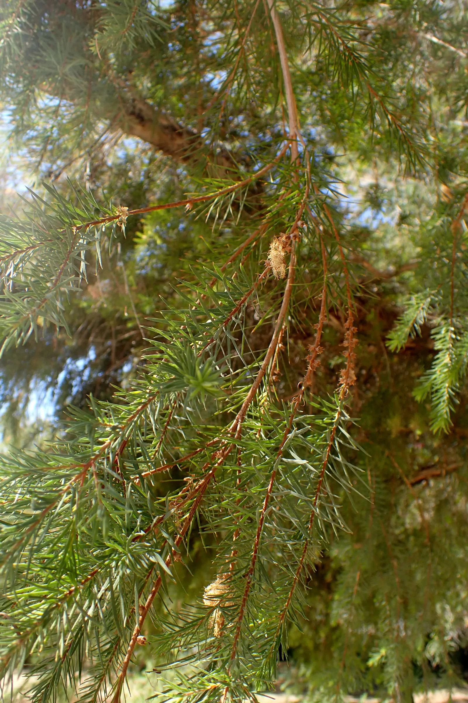 Flax Leaf Paperbark (Melaleuca Linariifolia) — Regular pruning may be necessary to maintain the desired shape and size, especially for smaller garden spaces