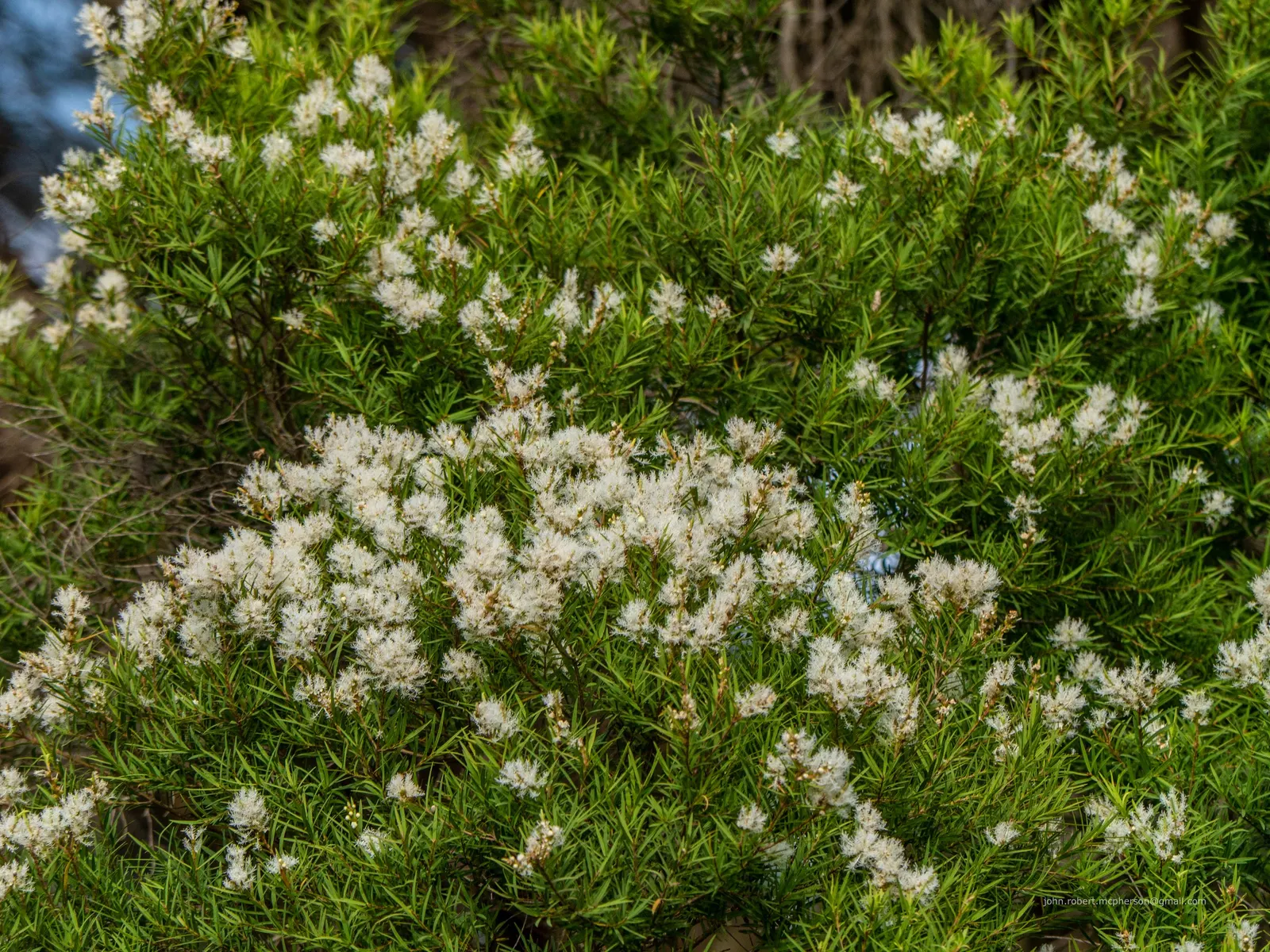 Flax Leaf Paperbark (Melaleuca Linariifolia) — This hardy species is drought-tolerant; scientifically named Melaleuca linariifolia