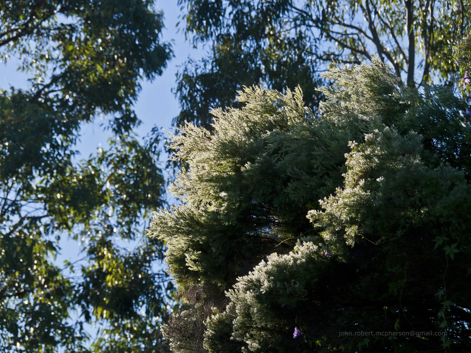 Flax Leaf Paperbark (Melaleuca Linariifolia) — lanceolate leaves are arranged alternately; it prefers well-draining soils and is adaptable to a wide pH range