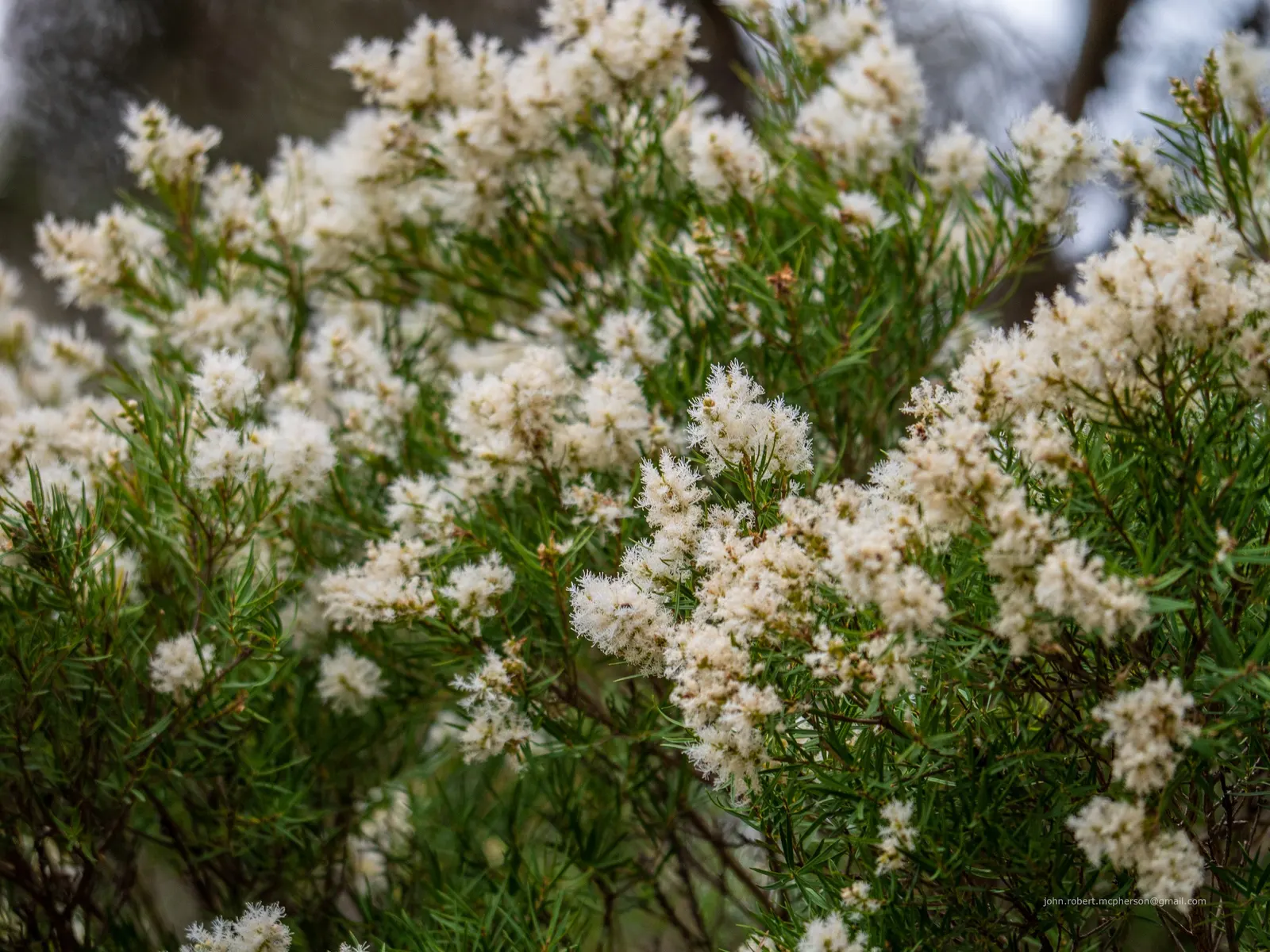 Flax Leaf Paperbark (Melaleuca Linariifolia) — This Australian native typically reaches a mature height of about 20 to 30 feet with a spread of 10 to 20 feet