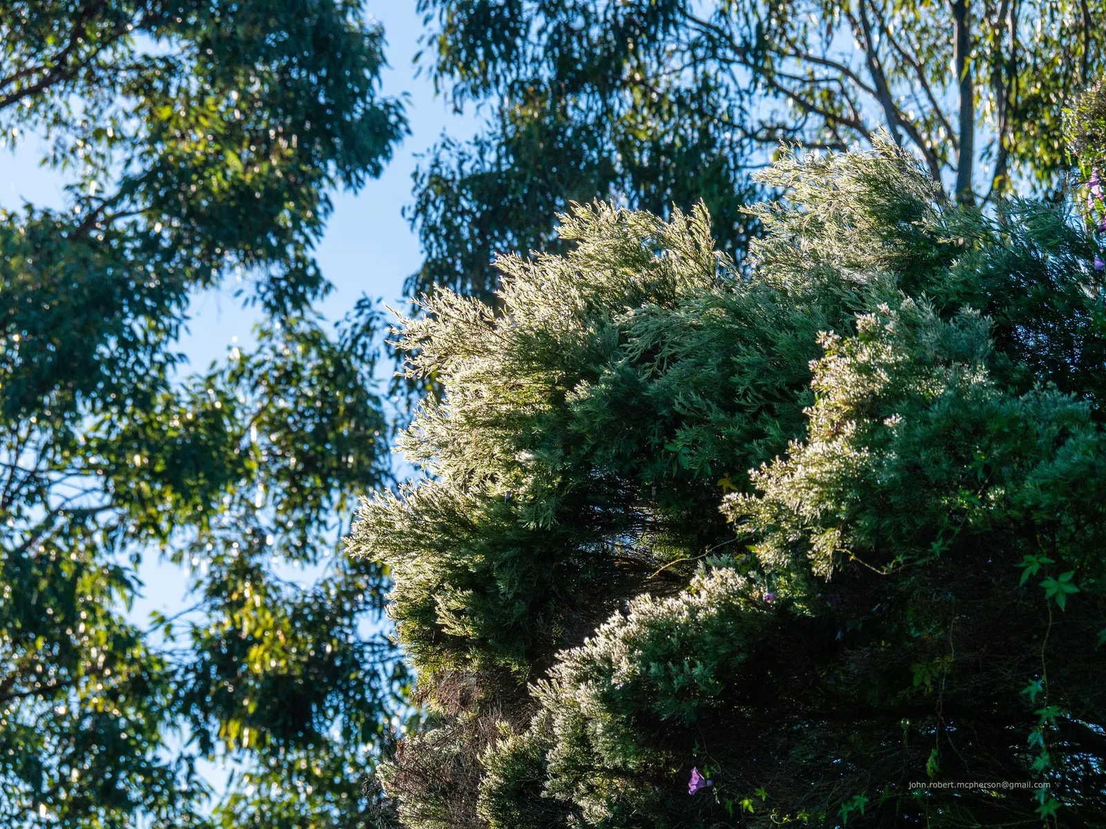 Flax Leaf Paperbark (Melaleuca Linariifolia) — scientifically named Melaleuca linariifolia; for US landscapes, it is suitable for USDA hardiness, image 57