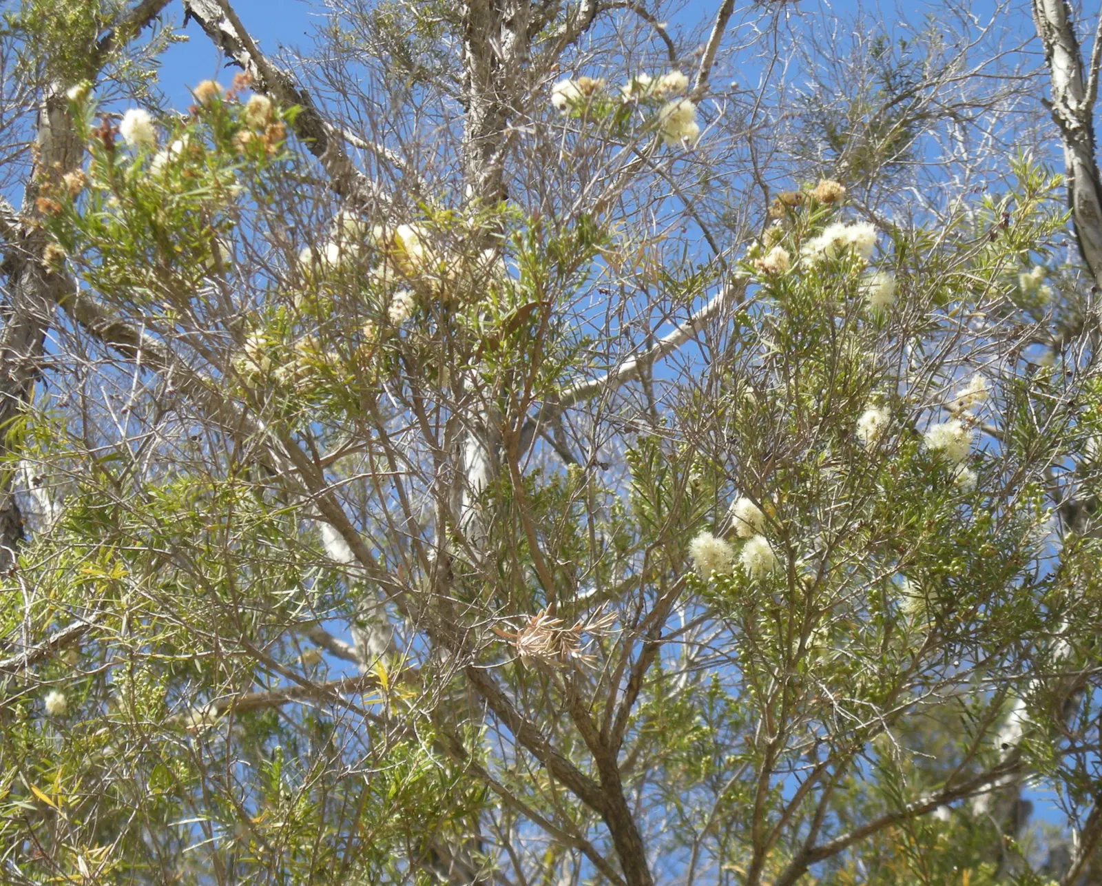 Flax Leaf Paperbark (Melaleuca Linariifolia) — tree with white blooms; growing up to 4 inches in length
