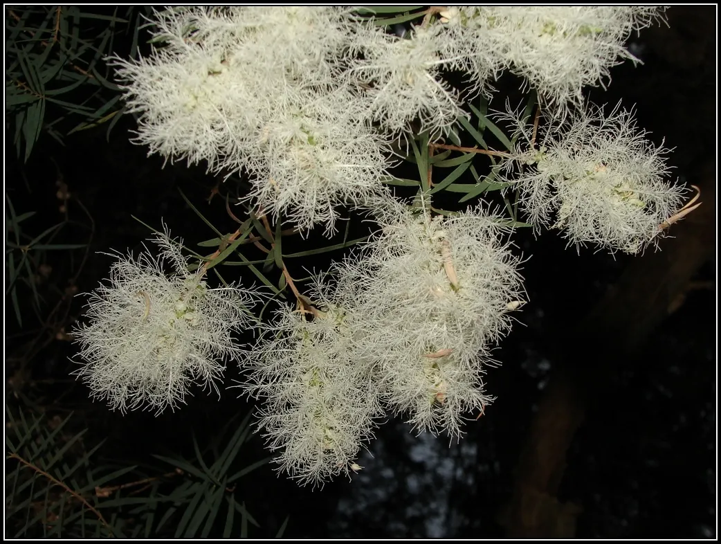 Flax Leaf Paperbark (Melaleuca Linariifolia) — is an eye-catching tree revered for its decorative