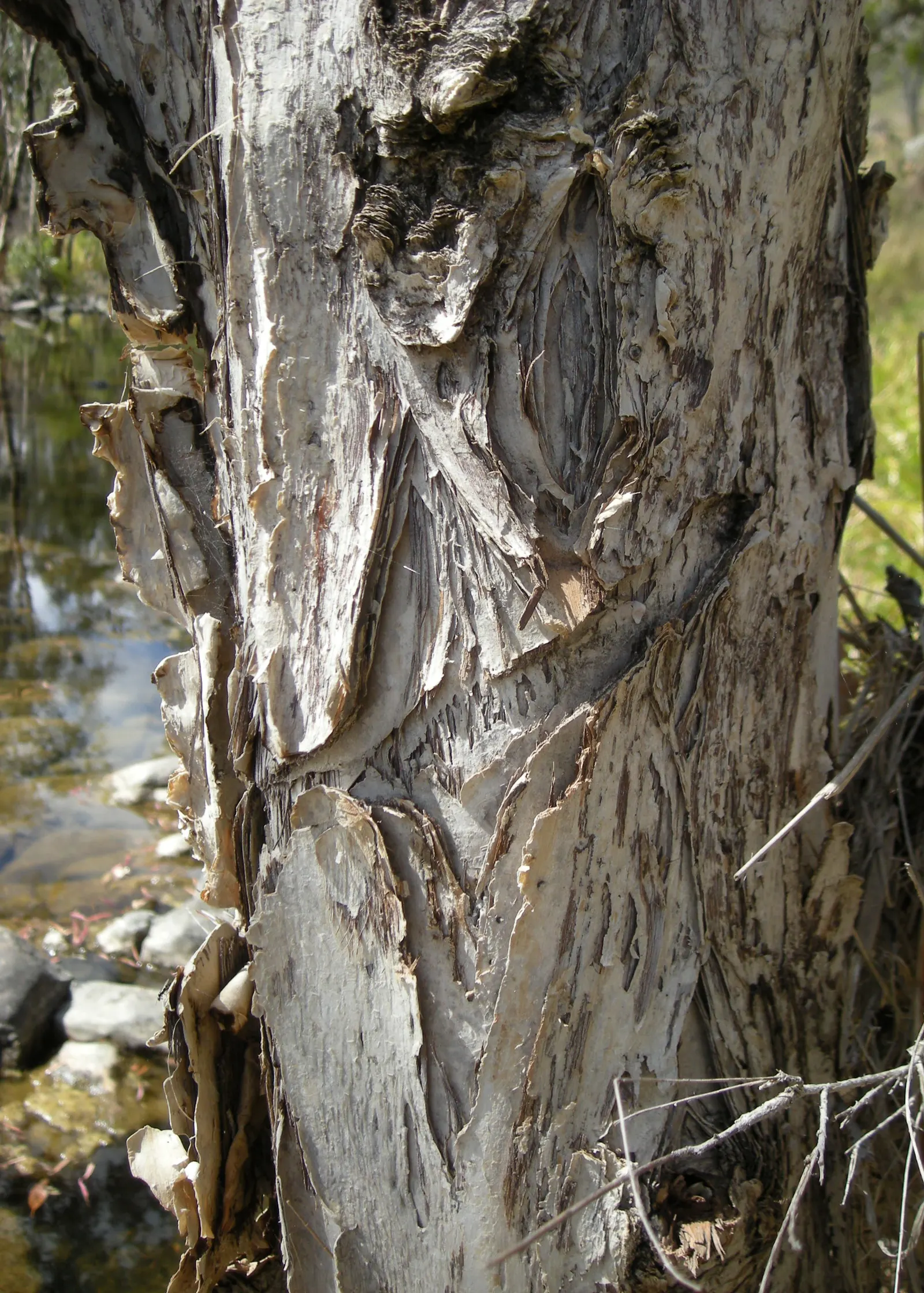Flax Leaf Paperbark (Melaleuca Linariifolia) — It prefers well-draining soils and is adaptable to a wide pH range; the Melaleuca linariifolia exhibits a