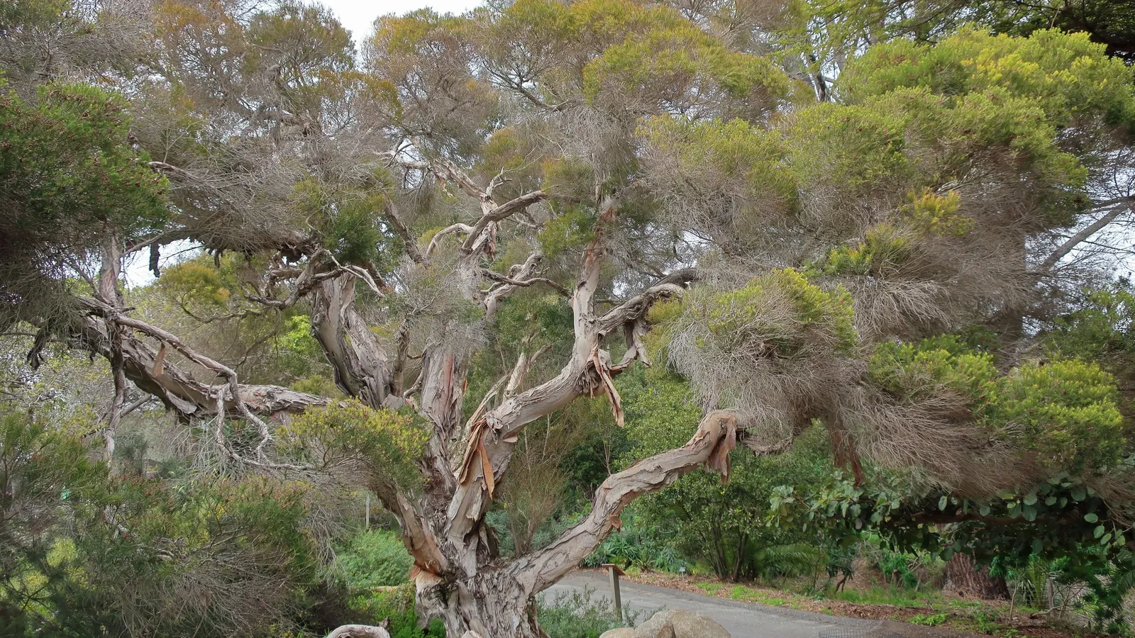 Flax Leaf Paperbark (Melaleuca Linariifolia) — thriving in full sun and well-drained soils; an excellent choice for accentuating water-efficient, image 31