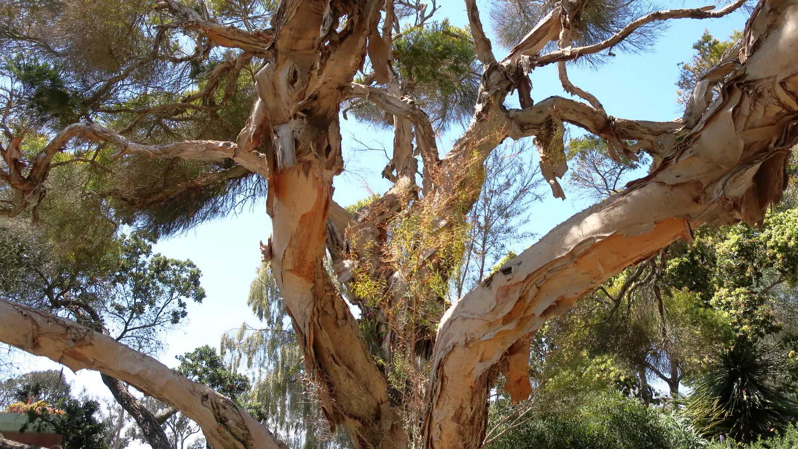 Flax Leaf Paperbark (Melaleuca Linariifolia) — This Australian native typically reaches a mature height of about 20 to 30 feet with a spread of 10, image 35