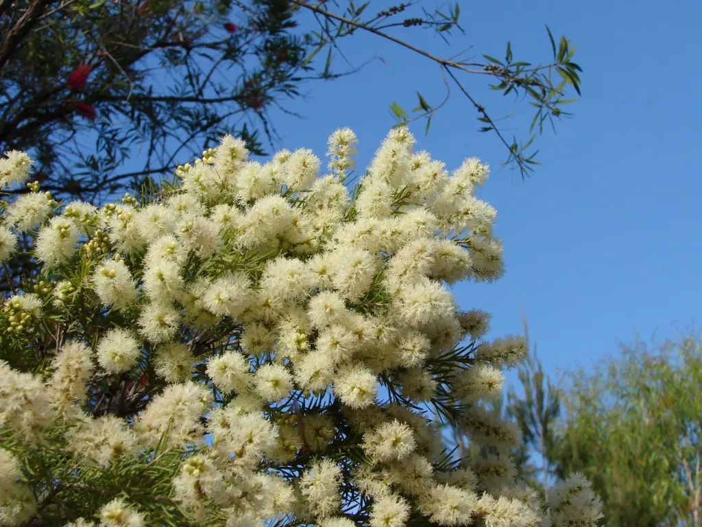 Flax Leaf Paperbark (Melaleuca Linariifolia) — growing up to 4 inches in length