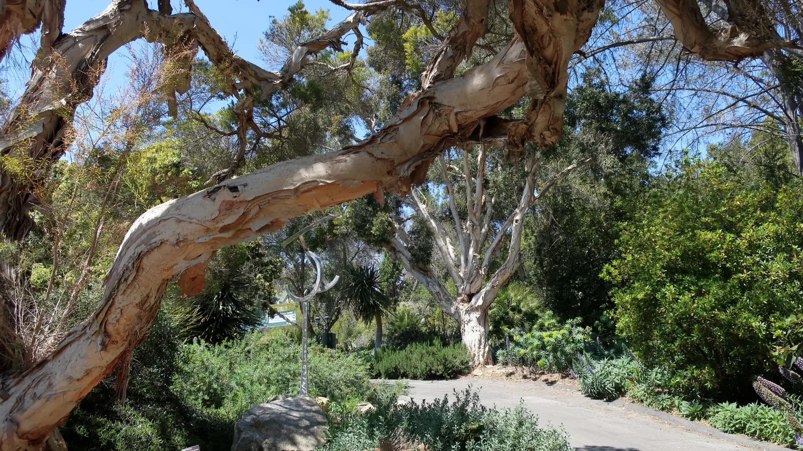 Flax Leaf Paperbark (Melaleuca Linariifolia) — Its narrow leaves support prolific white or cream bottlebrush-like flowers, prominent in summer and fall; tree