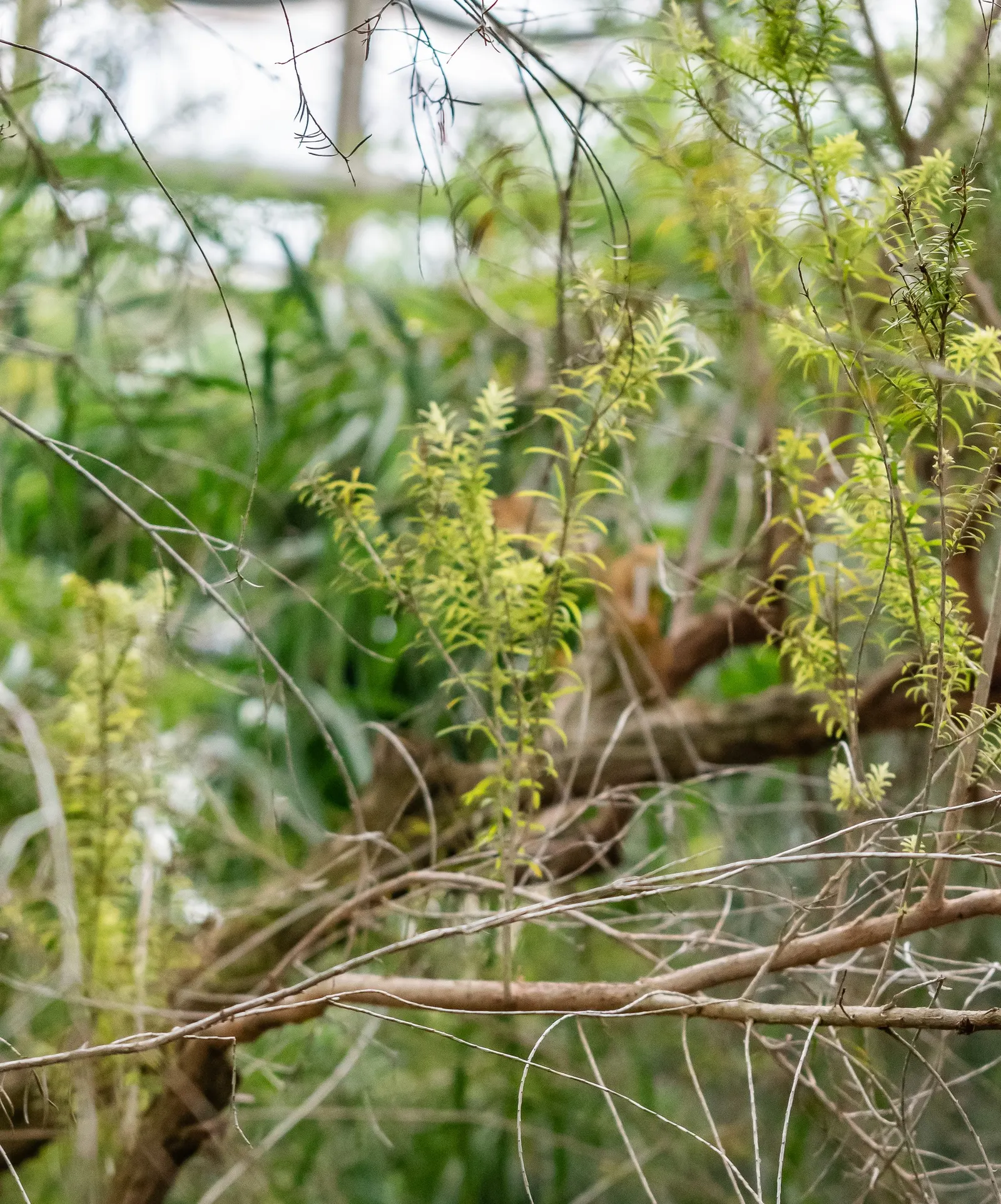 Flax Leaf Paperbark (Melaleuca Linariifolia) — For US landscapes, it is suitable for USDA hardiness zones 9 through 11; including bees and butterflies