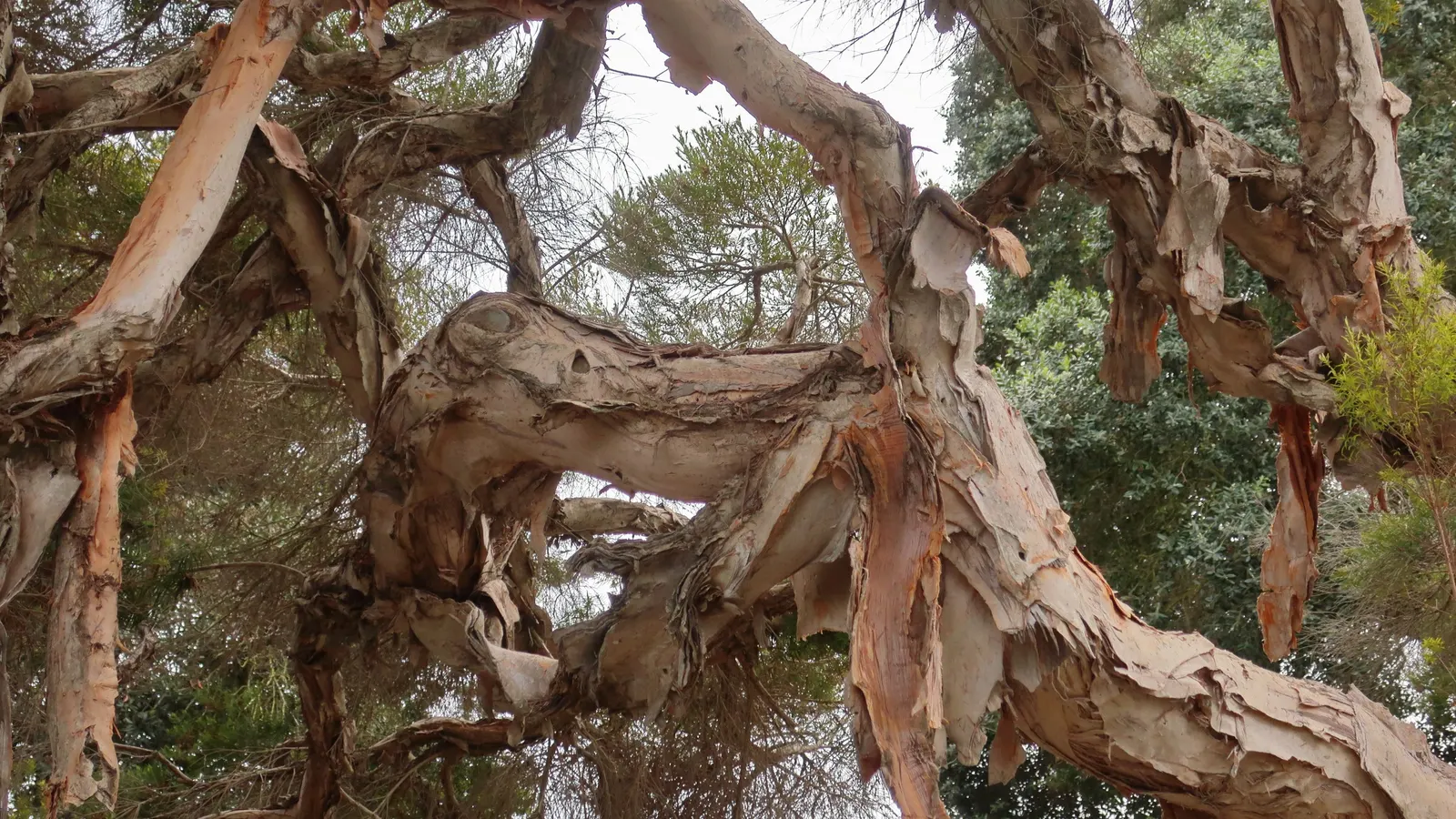 Flax Leaf Paperbark (Melaleuca Linariifolia) — making it a prime candidate for various landscape designs; this Australian native typically reaches a mature