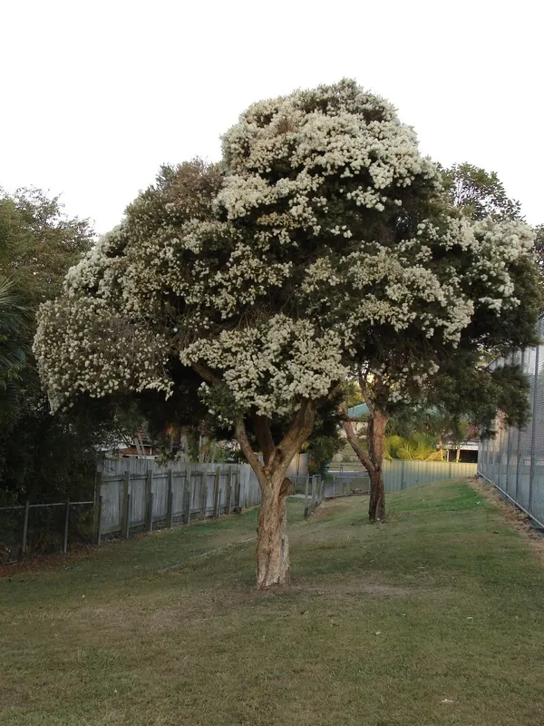 Flax Leaf Paperbark (Melaleuca Linariifolia) — Regular pruning may be necessary to maintain the desired shape and size, especially for smaller, image 47