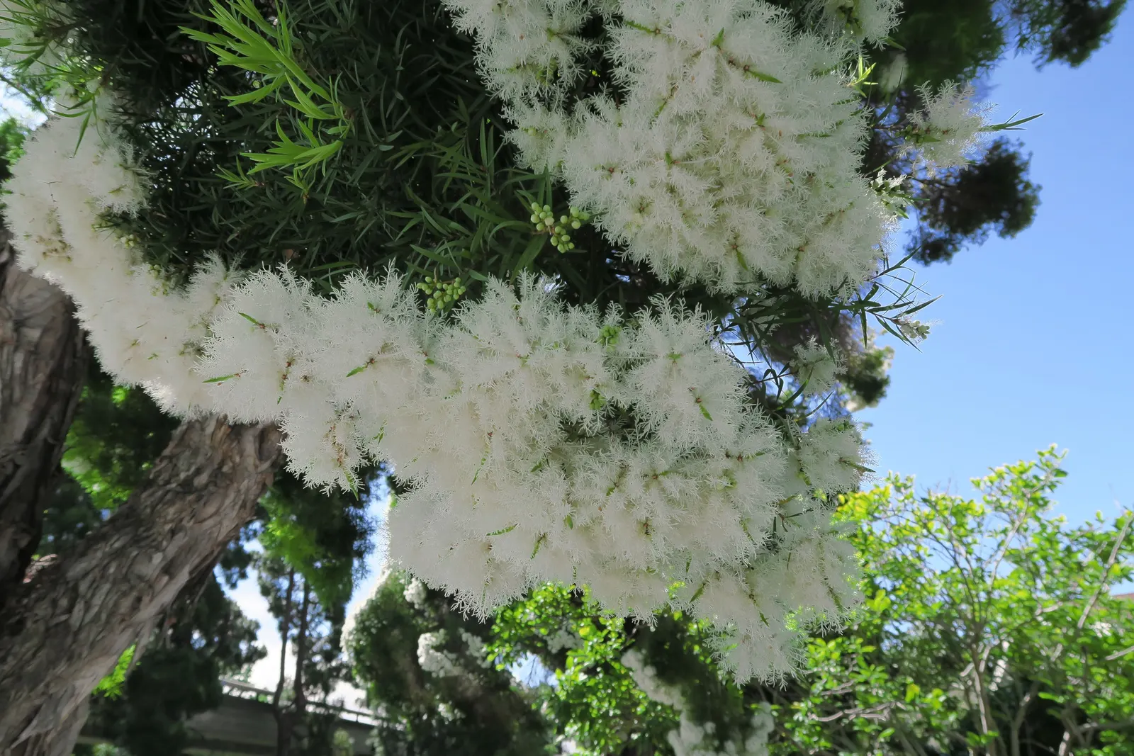 Flax Leaf Paperbark (Melaleuca Linariifolia) — This hardy species is drought-tolerant; scientifically named Melaleuca linariifolia, image 55