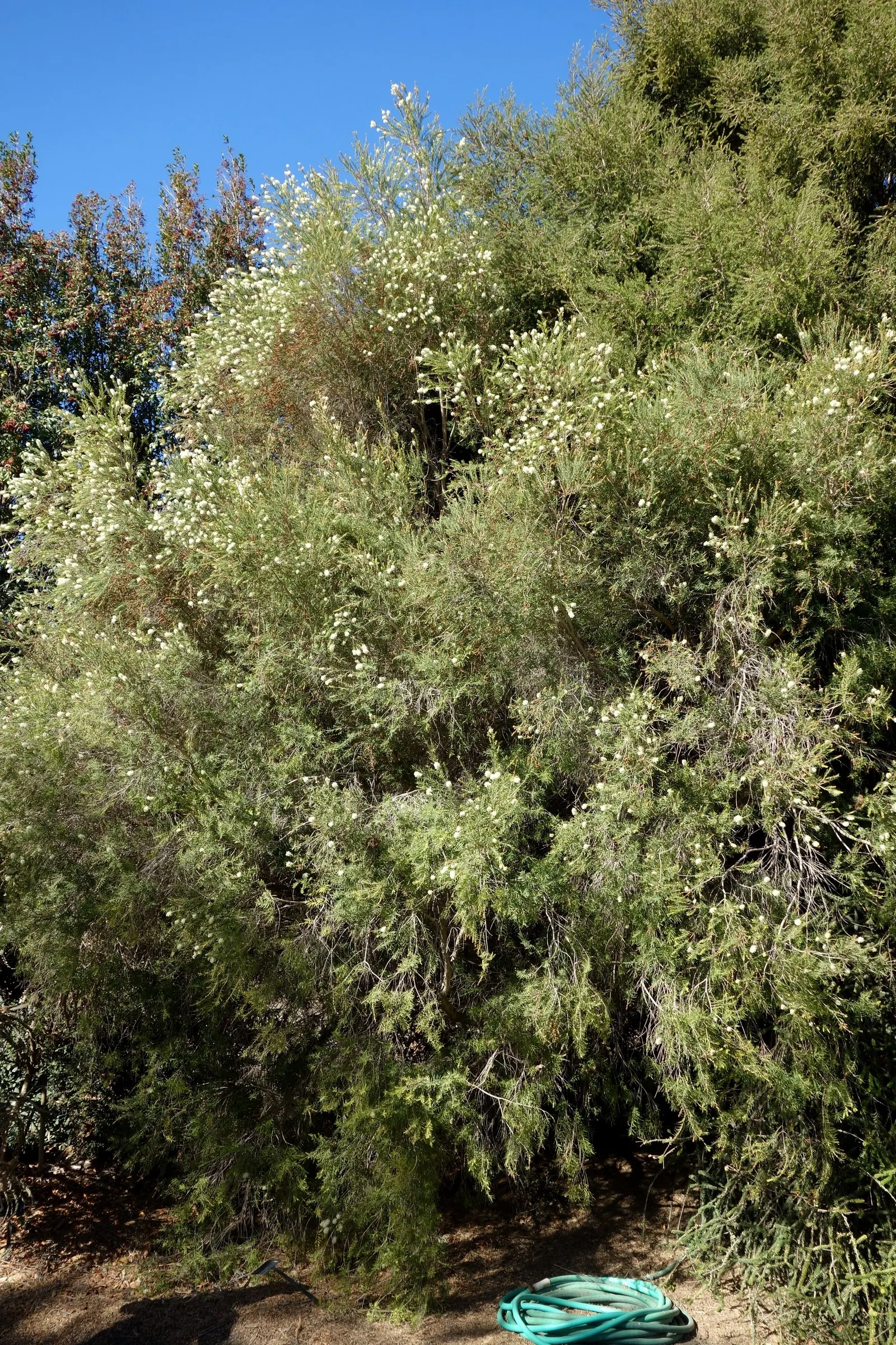 Flax Leaf Paperbark (Melaleuca Linariifolia) — the Flax Leaf Paperbark produces profuse white to creamy yellow bottlebrush-like flowers; with a soft green hue