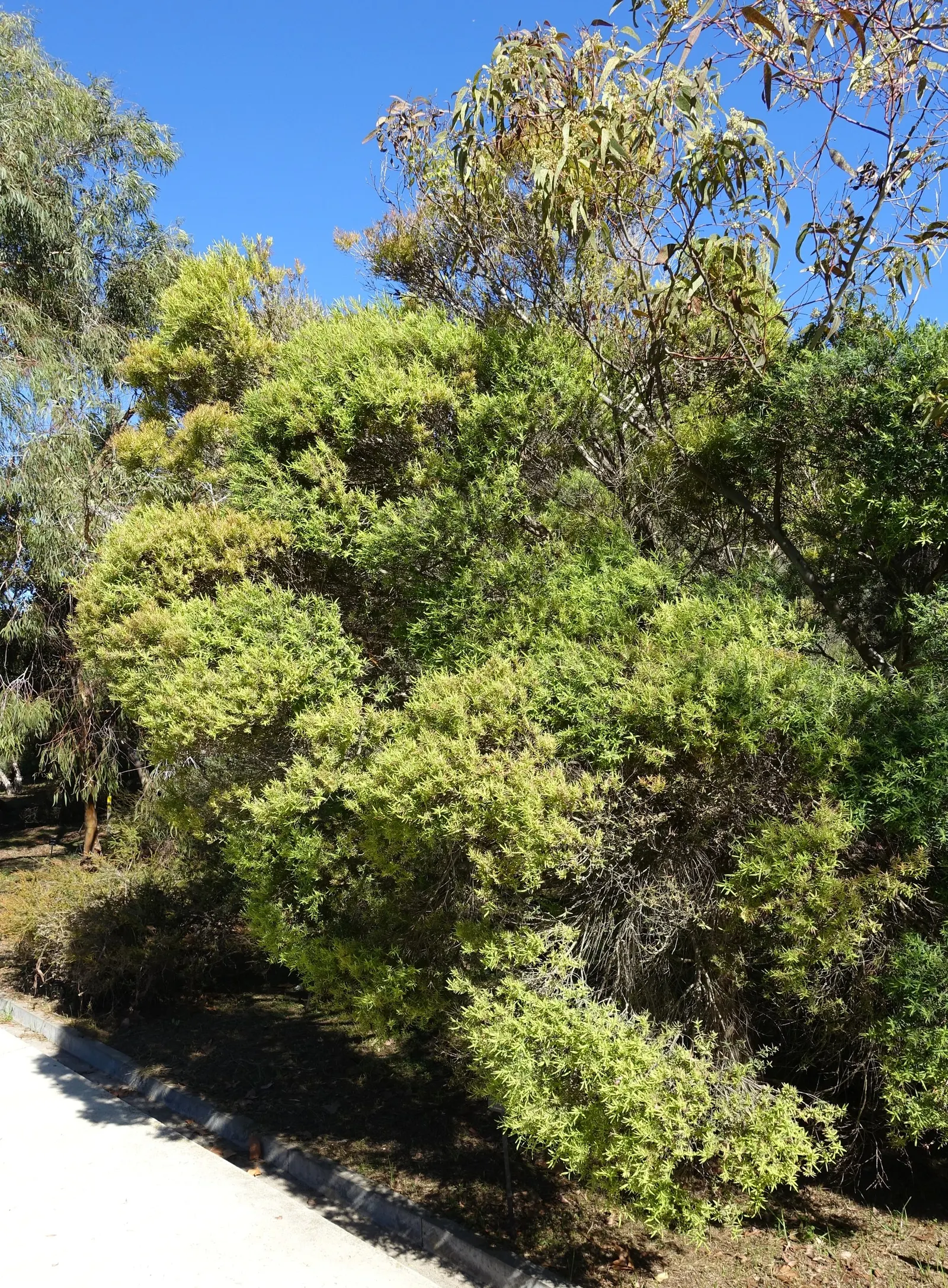 Flax Leaf Paperbark (Melaleuca Linariifolia) — with a soft green hue that complements the bark.<br><br>Spring through summer; making it a prime candidate for