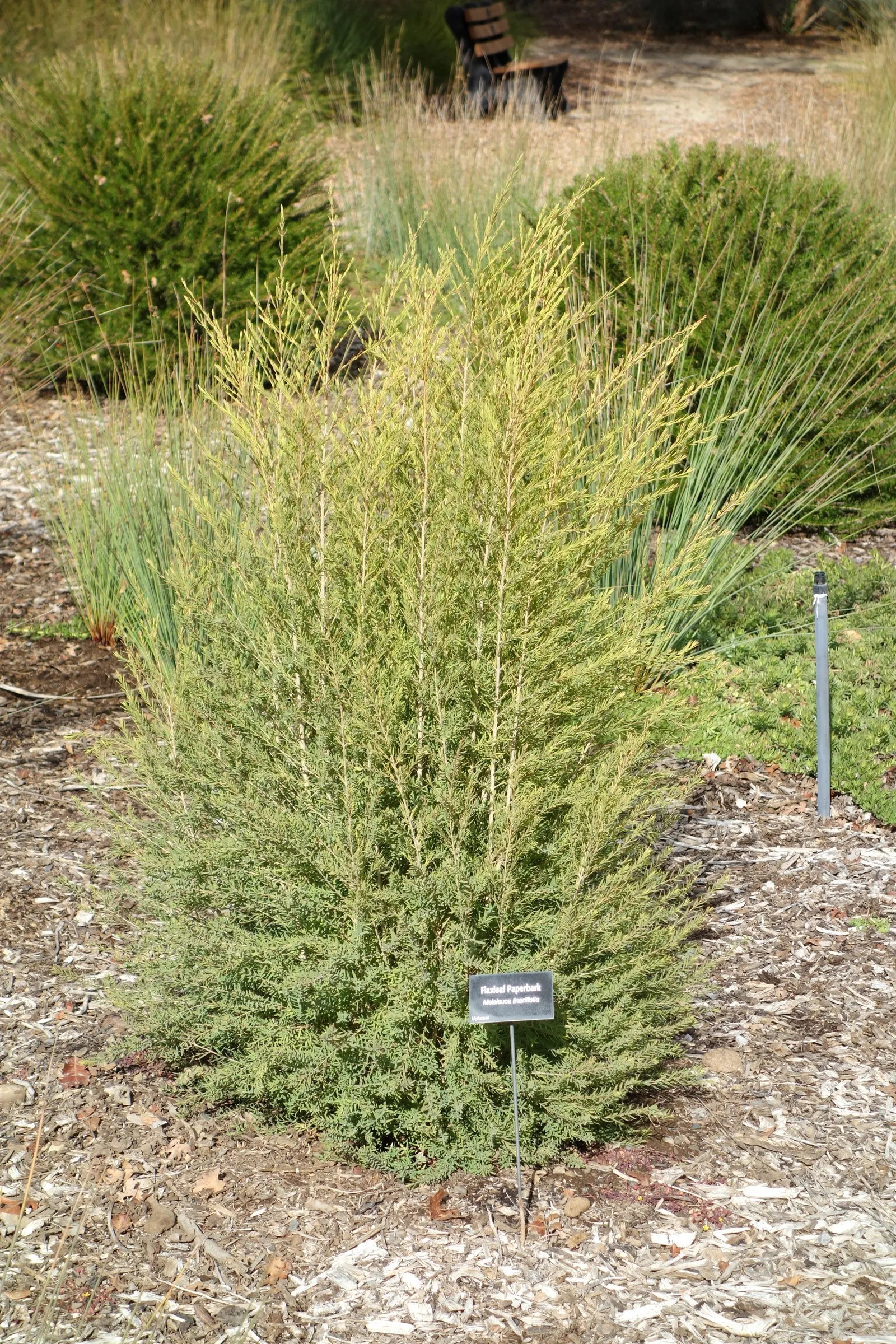 Flax Leaf Paperbark (Melaleuca Linariifolia) — growing up to 4 inches in length; peeling bark and graceful weeping habit