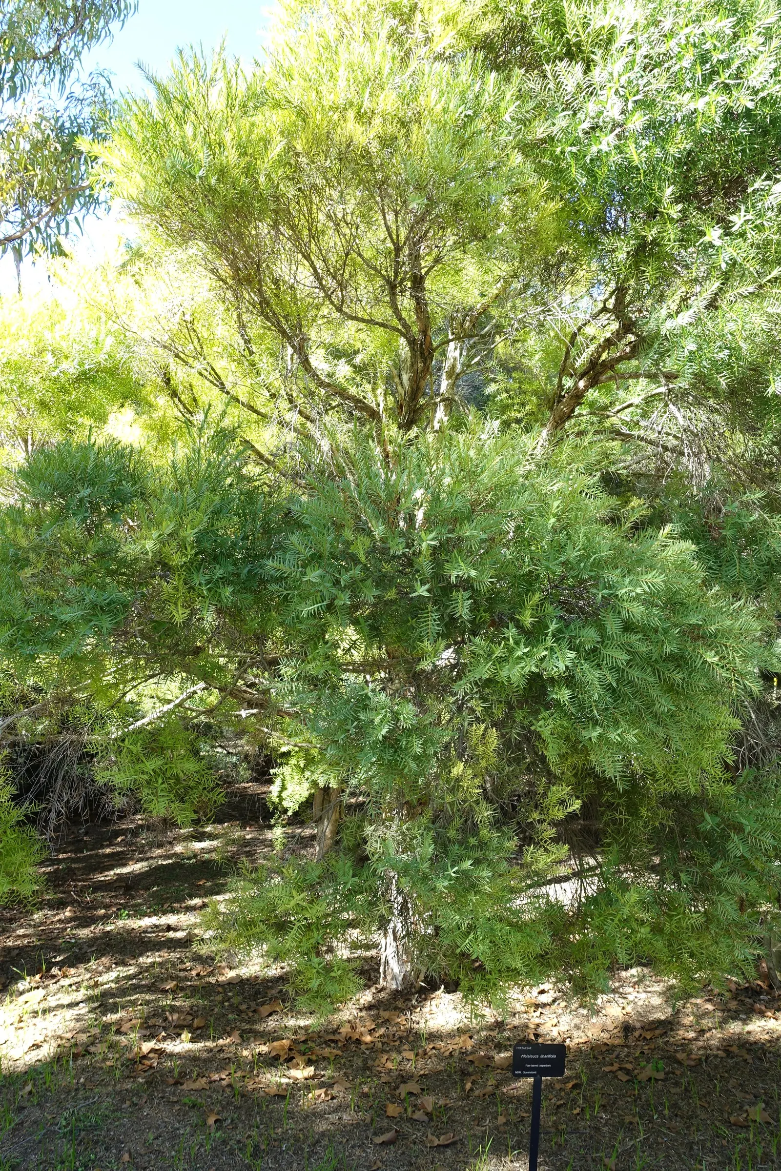 Flax Leaf Paperbark (Melaleuca Linariifolia) — These blossoms are not only visually appealing but also attract a variety of pollinators; white flowers in the