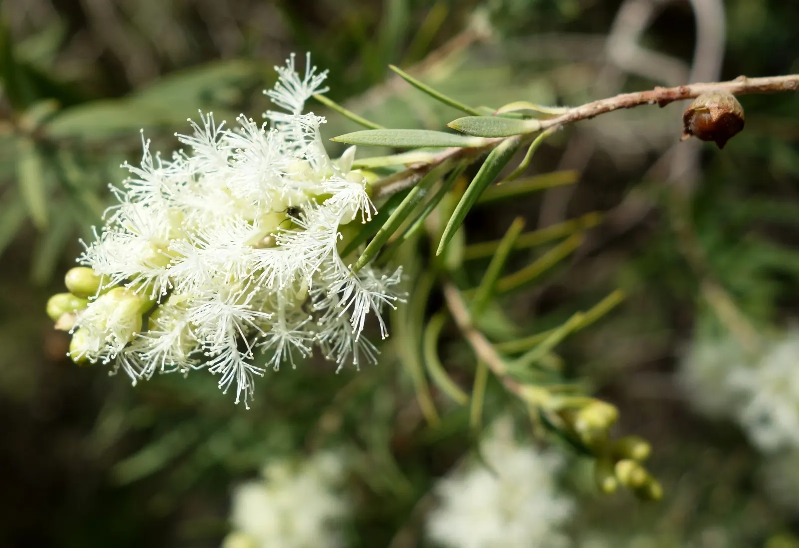 Flax Leaf Paperbark (Melaleuca Linariifolia) — including bees and butterflies; this hardy species is drought-tolerant